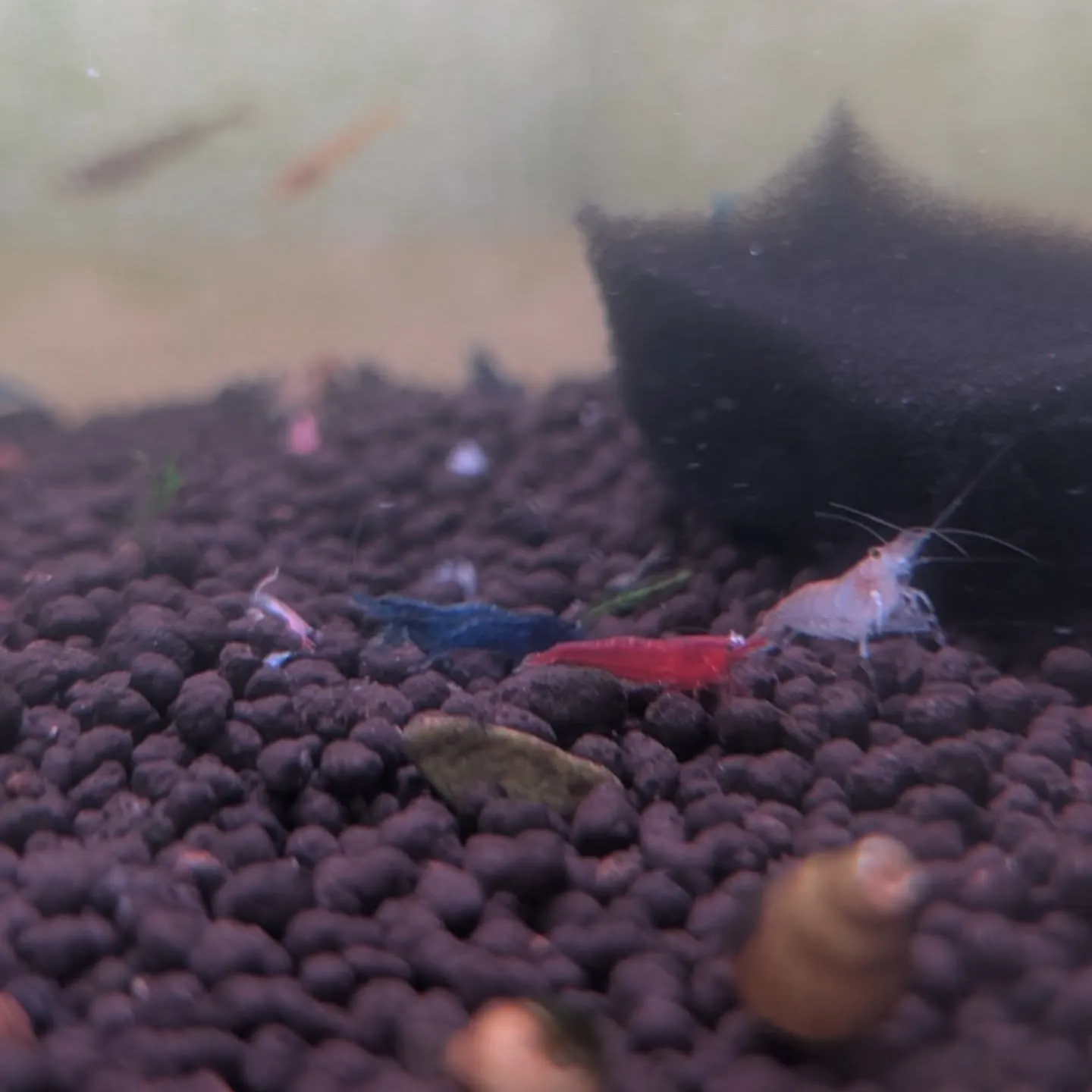 本日の入荷情報✨(熱帯魚、シュリンプ)