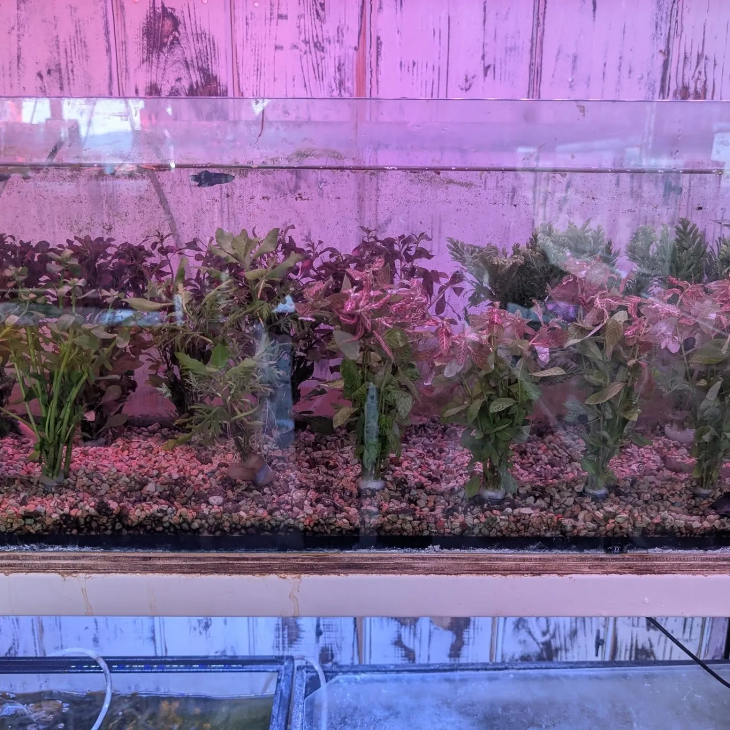 本日の入荷情報✨(熱帯魚、シュリンプ)