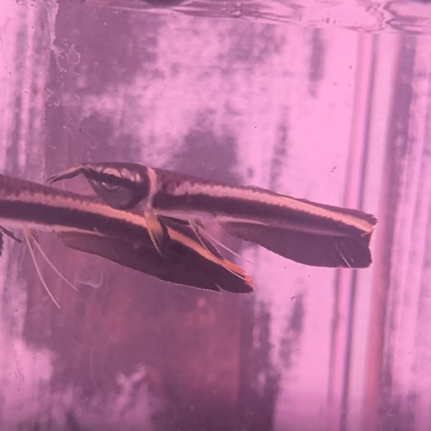 本日の入荷情報✨(熱帯魚、金魚)