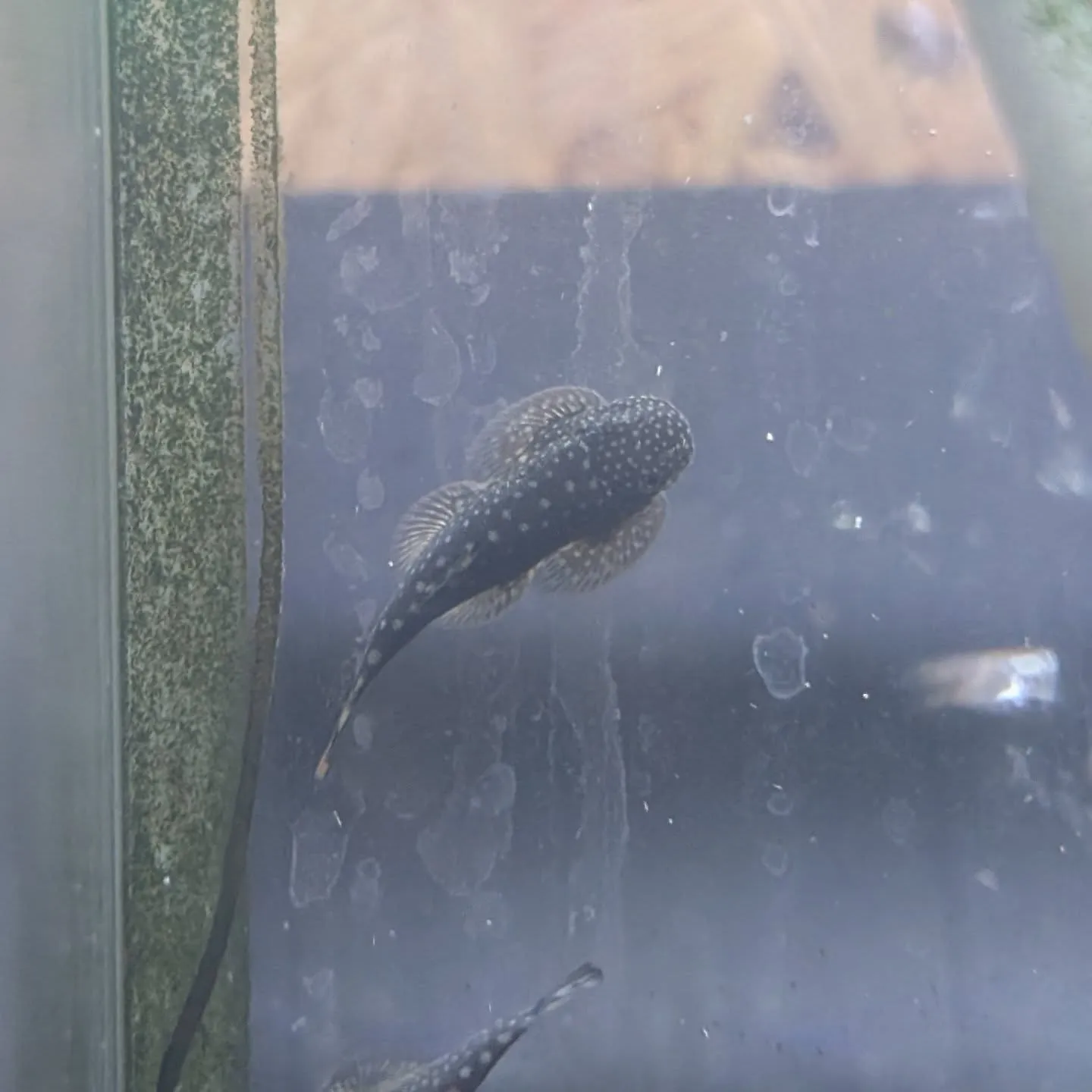 本日の入荷情報✨(熱帯魚、金魚)