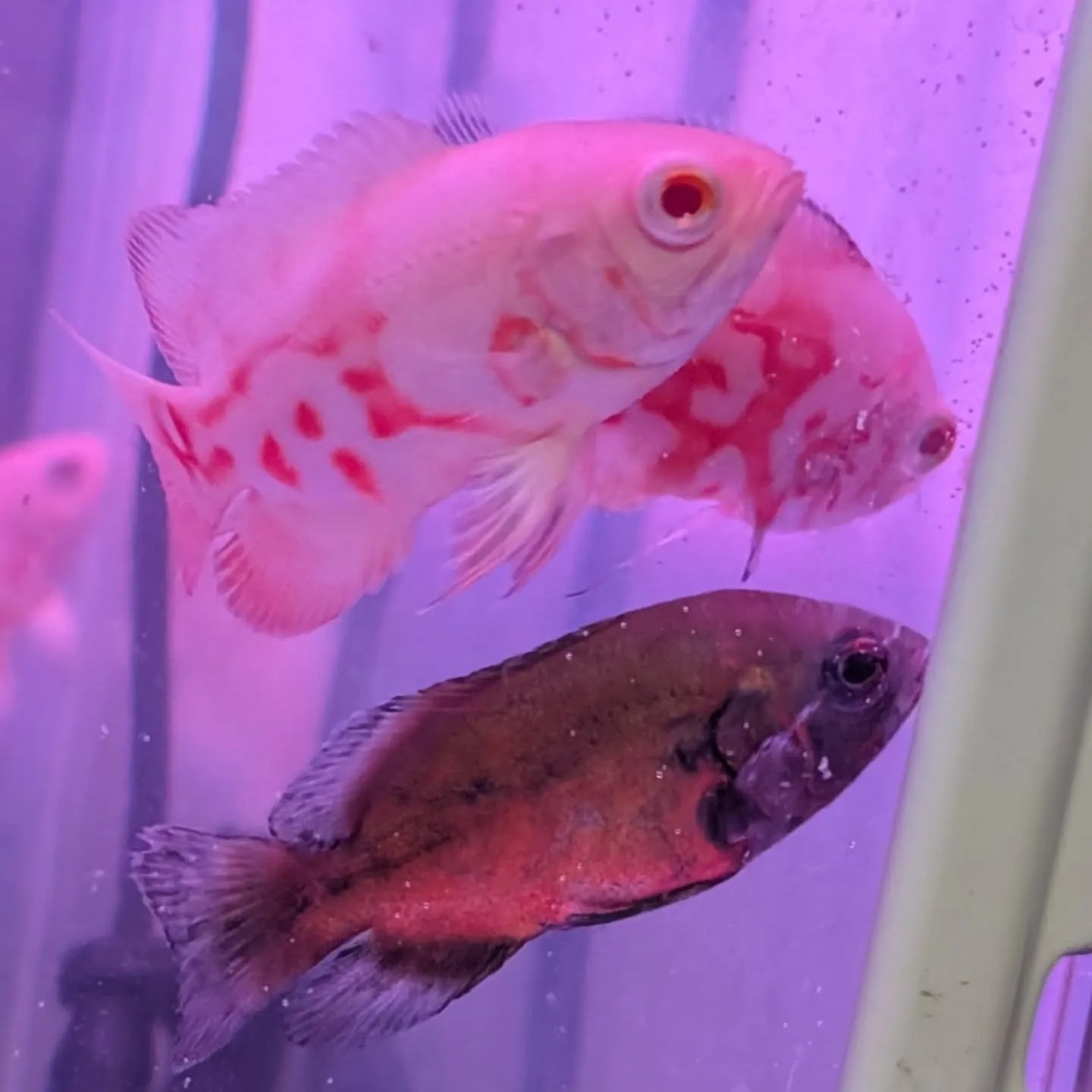 本日の入荷情報✨(熱帯魚、金魚)