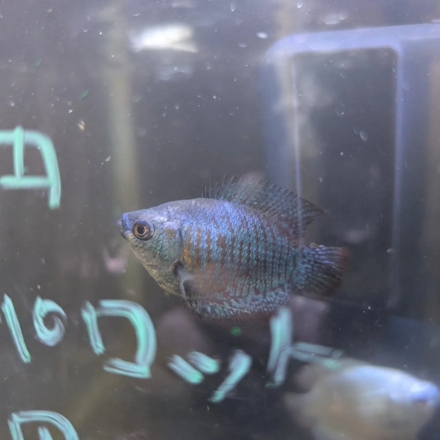 本日の入荷情報✨(熱帯魚、金魚)