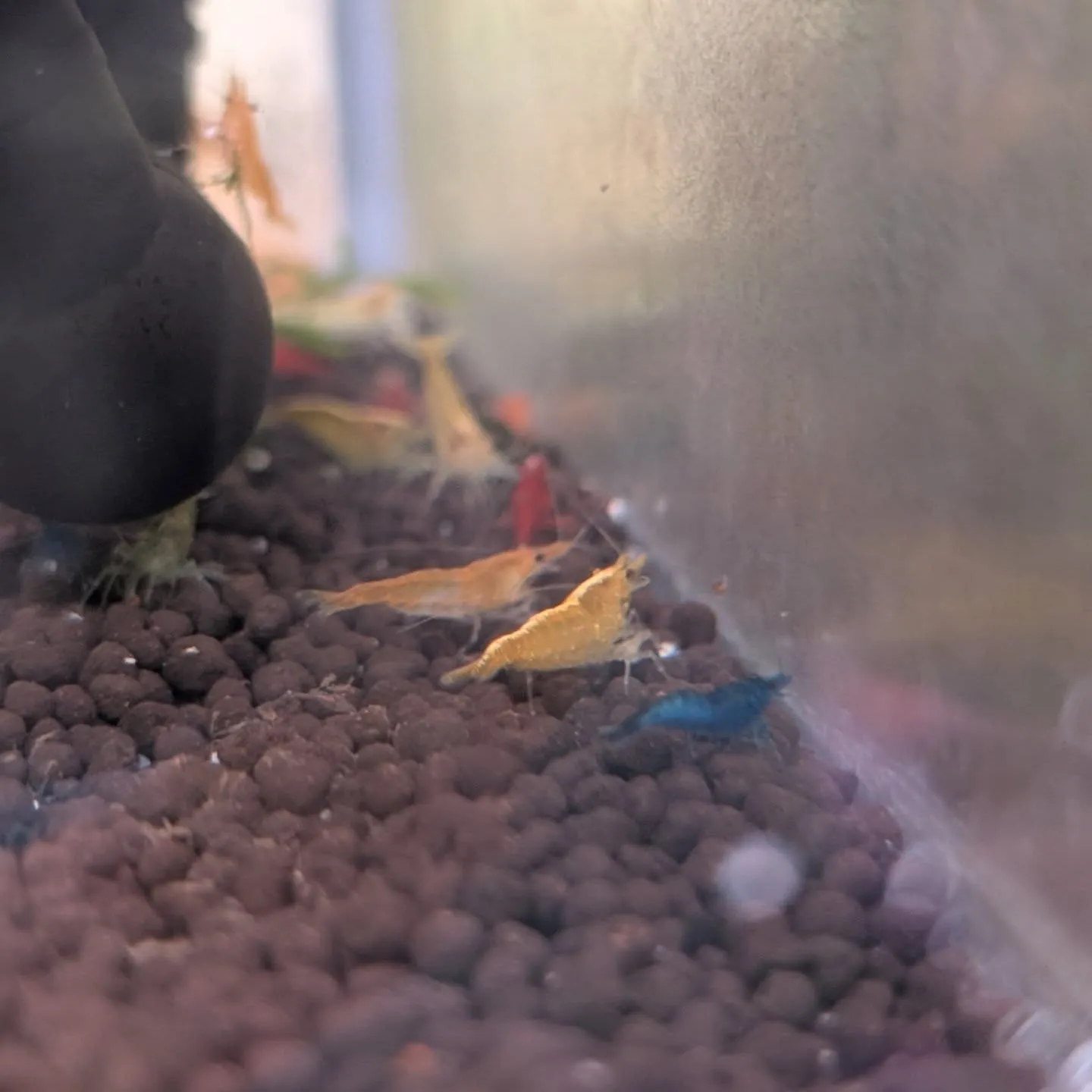 本日の入荷情報✨(熱帯魚、金魚)