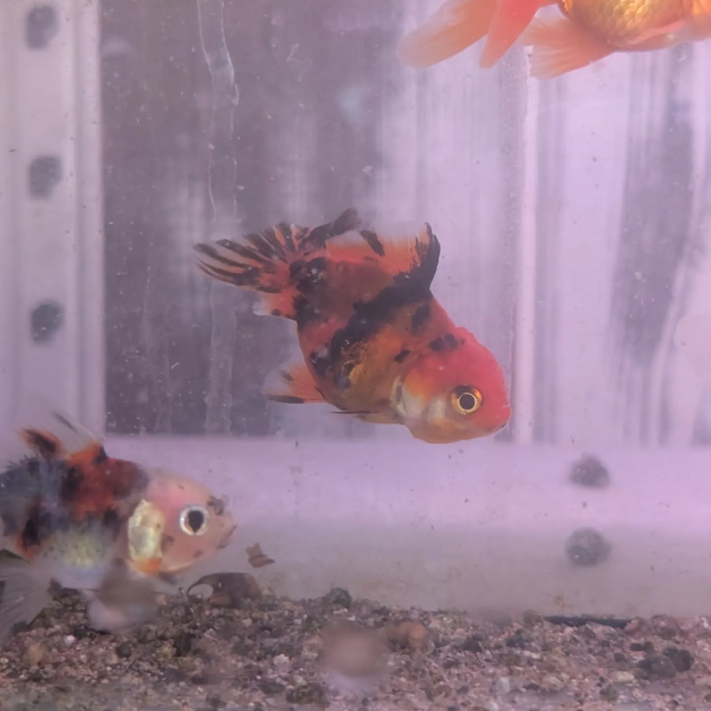 本日の入荷情報✨(熱帯魚、金魚)