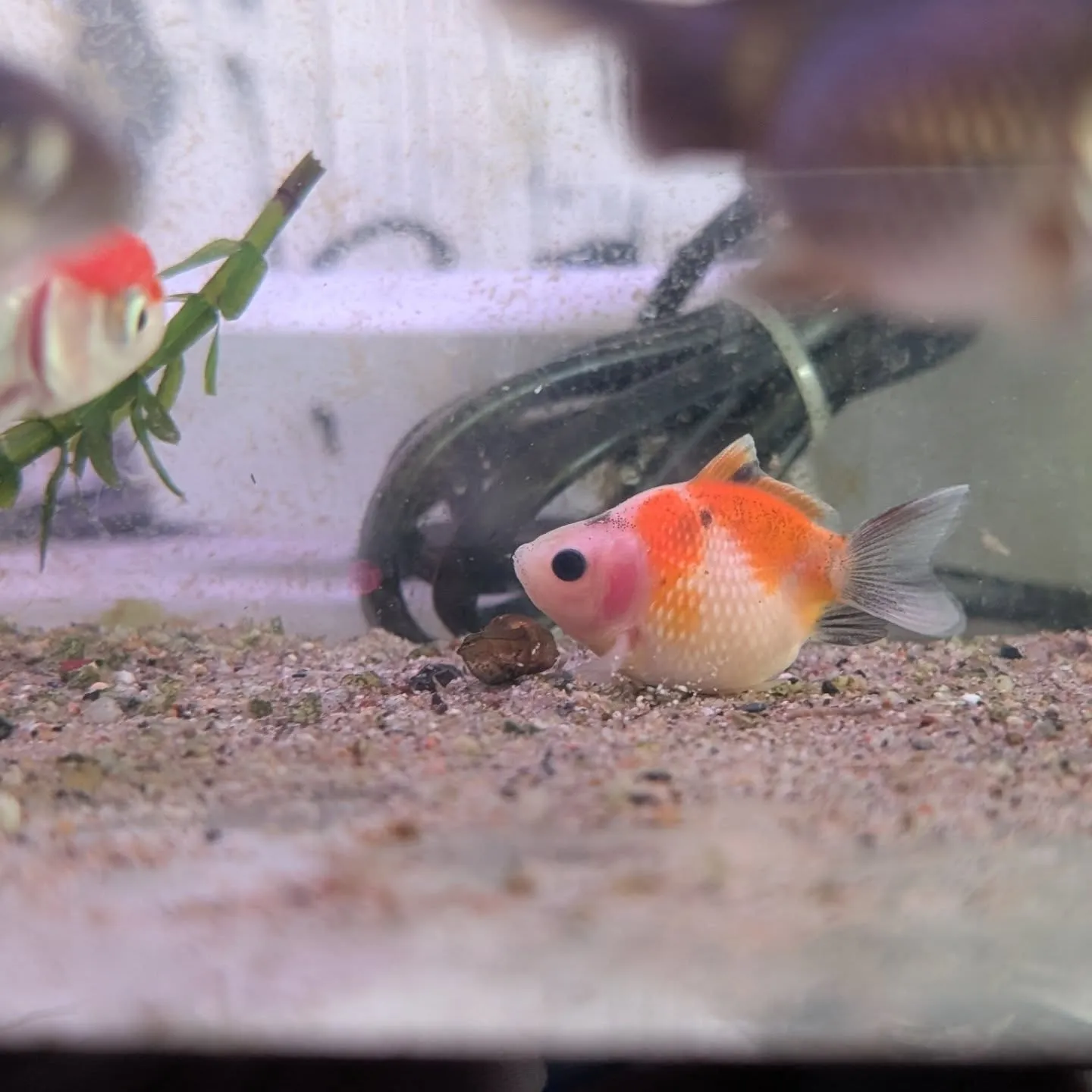 本日の入荷情報✨(熱帯魚、金魚)