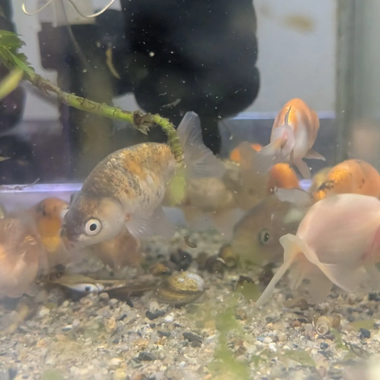 本日の入荷情報✨(熱帯魚、金魚)