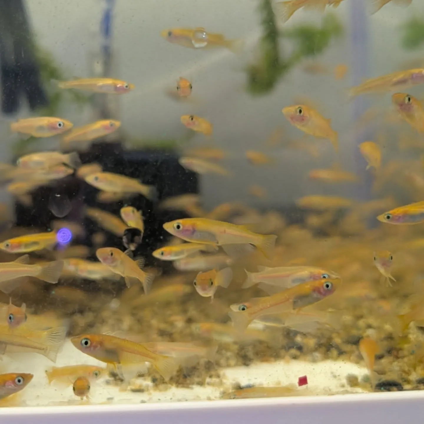 本日の入荷情報(メダカ、ドジョウ、シュリンプ)