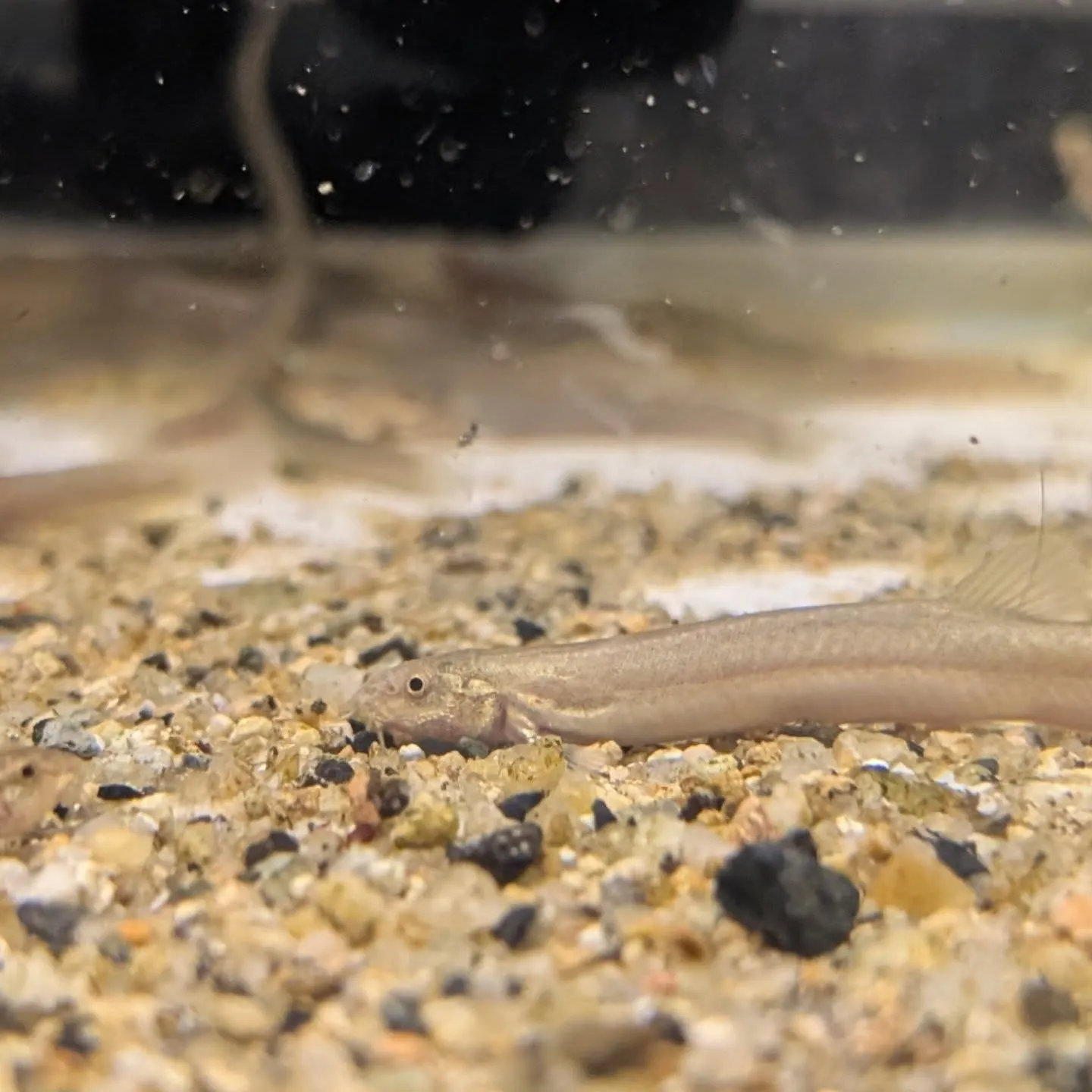 本日の入荷情報(メダカ、ドジョウ、シュリンプ)