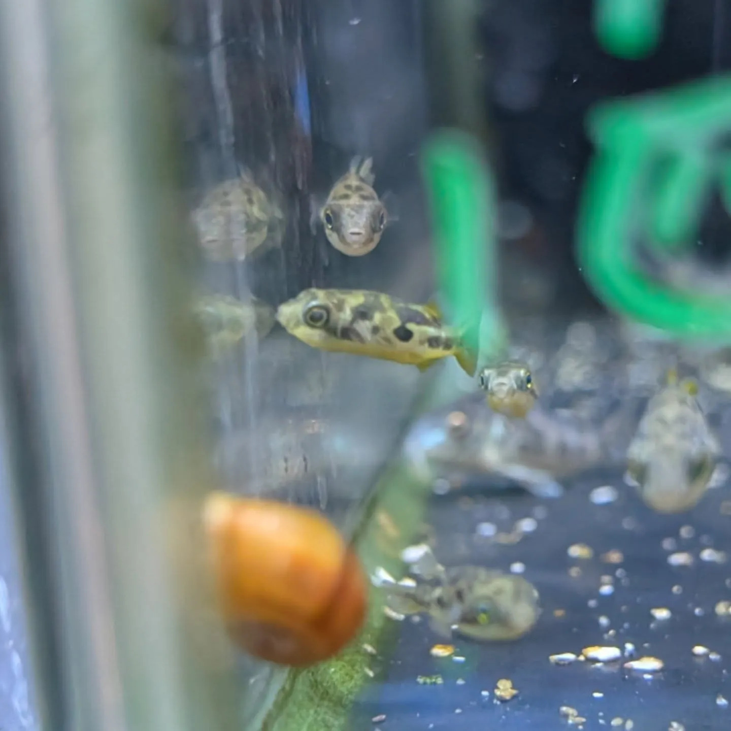 本日の入荷情報✨(熱帯魚、シュリンプ、水草)