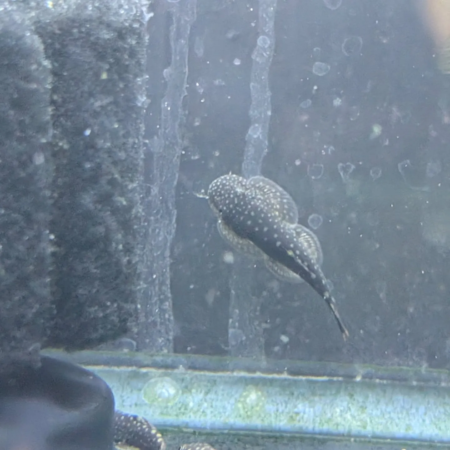 本日の入荷情報✨(熱帯魚、シュリンプ、水草)