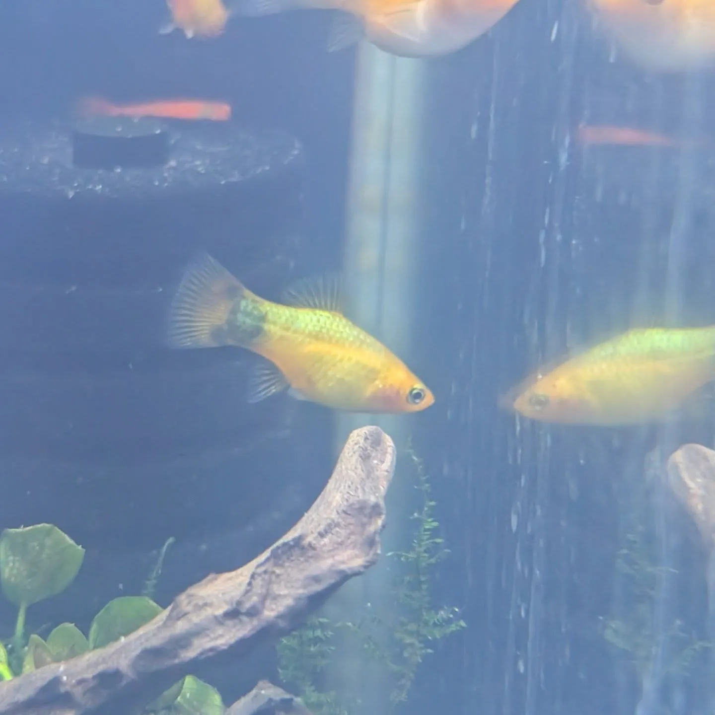 本日の入荷情報✨(熱帯魚、シュリンプ、水草)