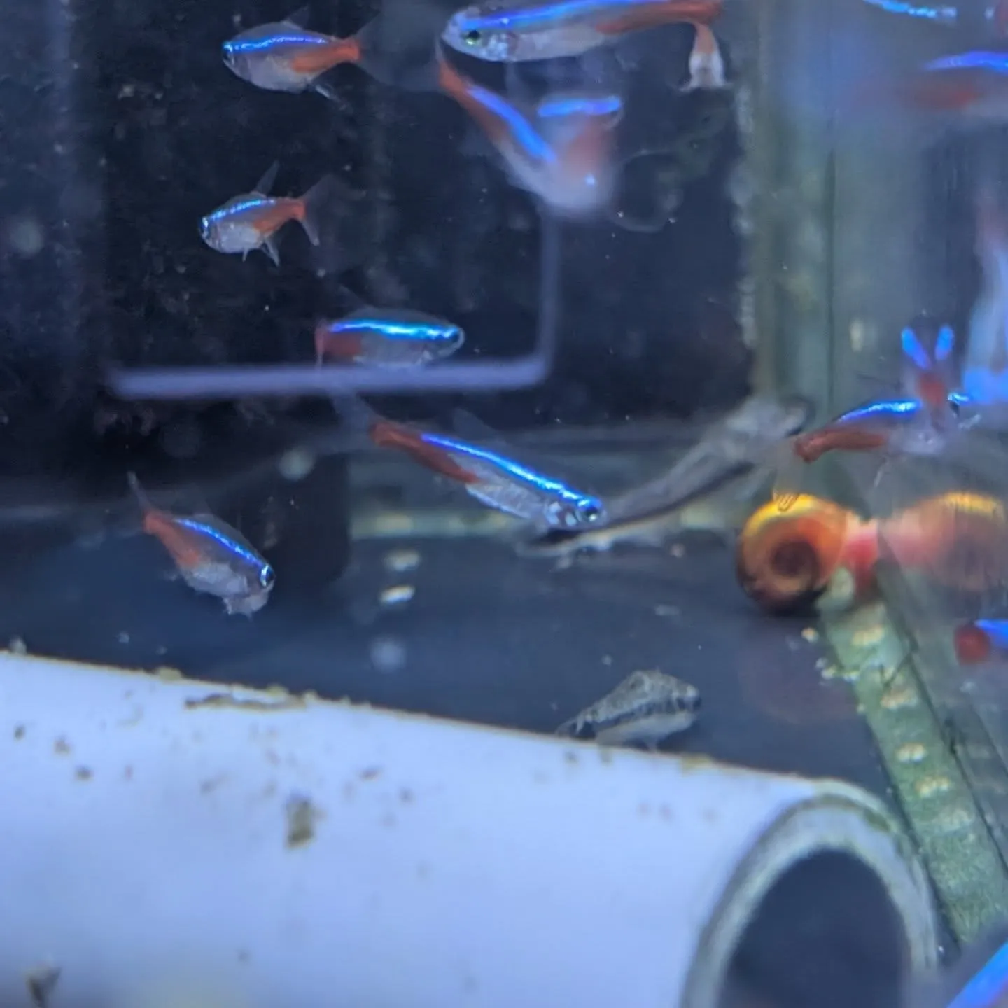 本日の入荷情報✨(熱帯魚、シュリンプ、水草)