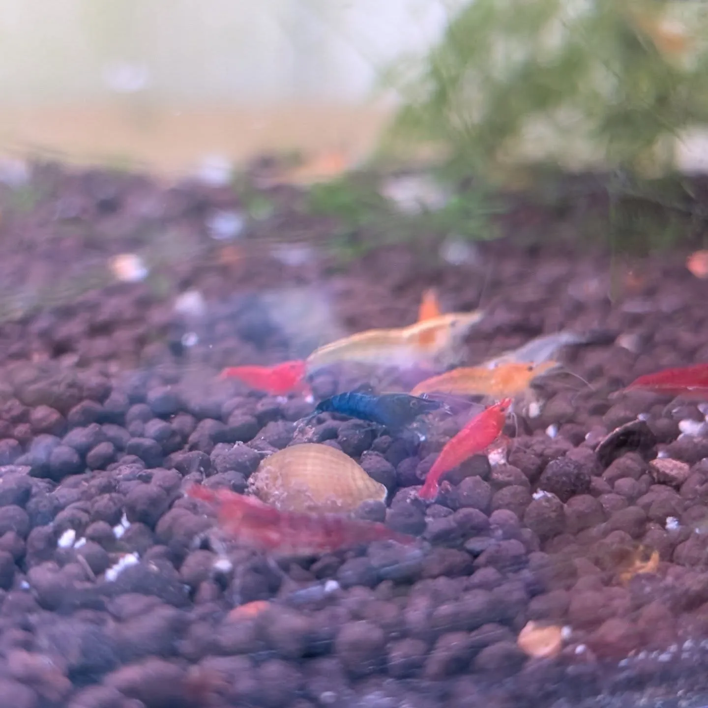 本日の入荷情報✨(熱帯魚、シュリンプ、水草)