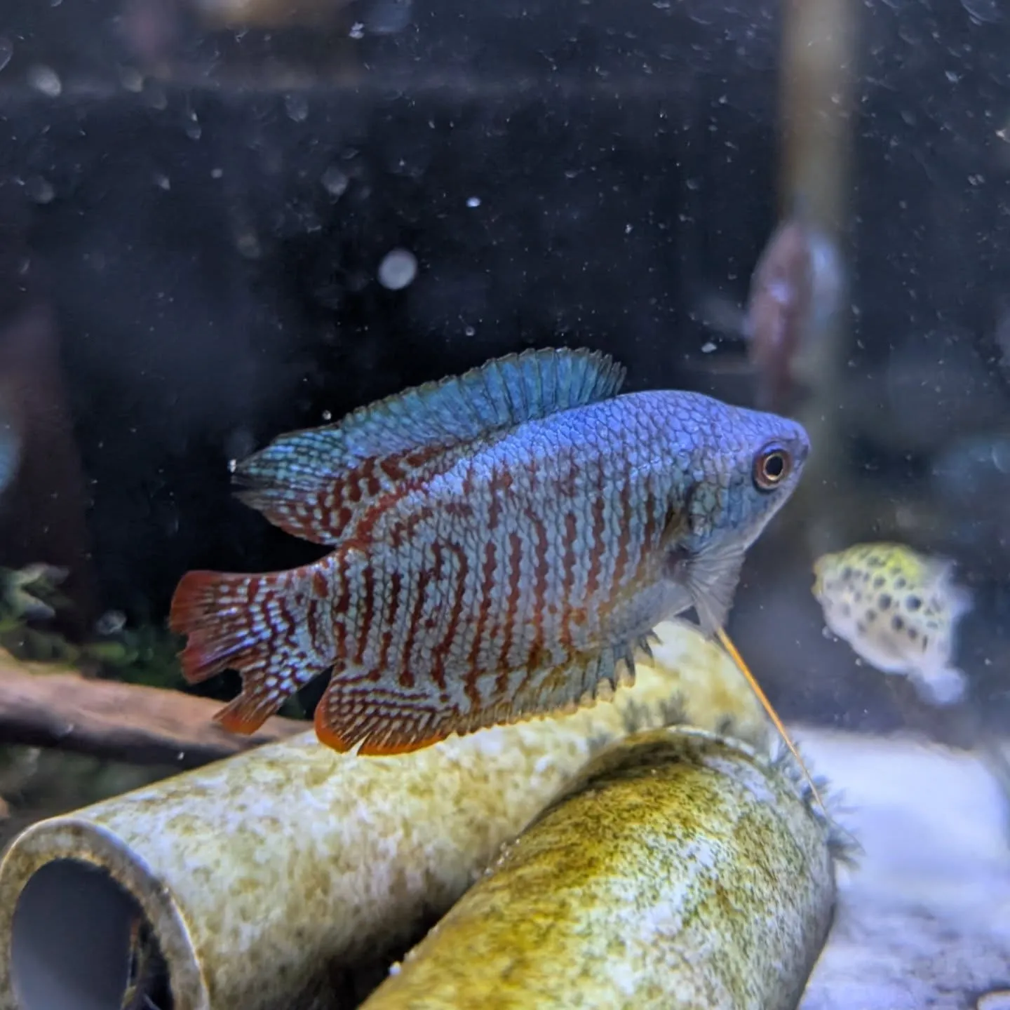 本日の入荷情報✨(熱帯魚、シュリンプ、水草)