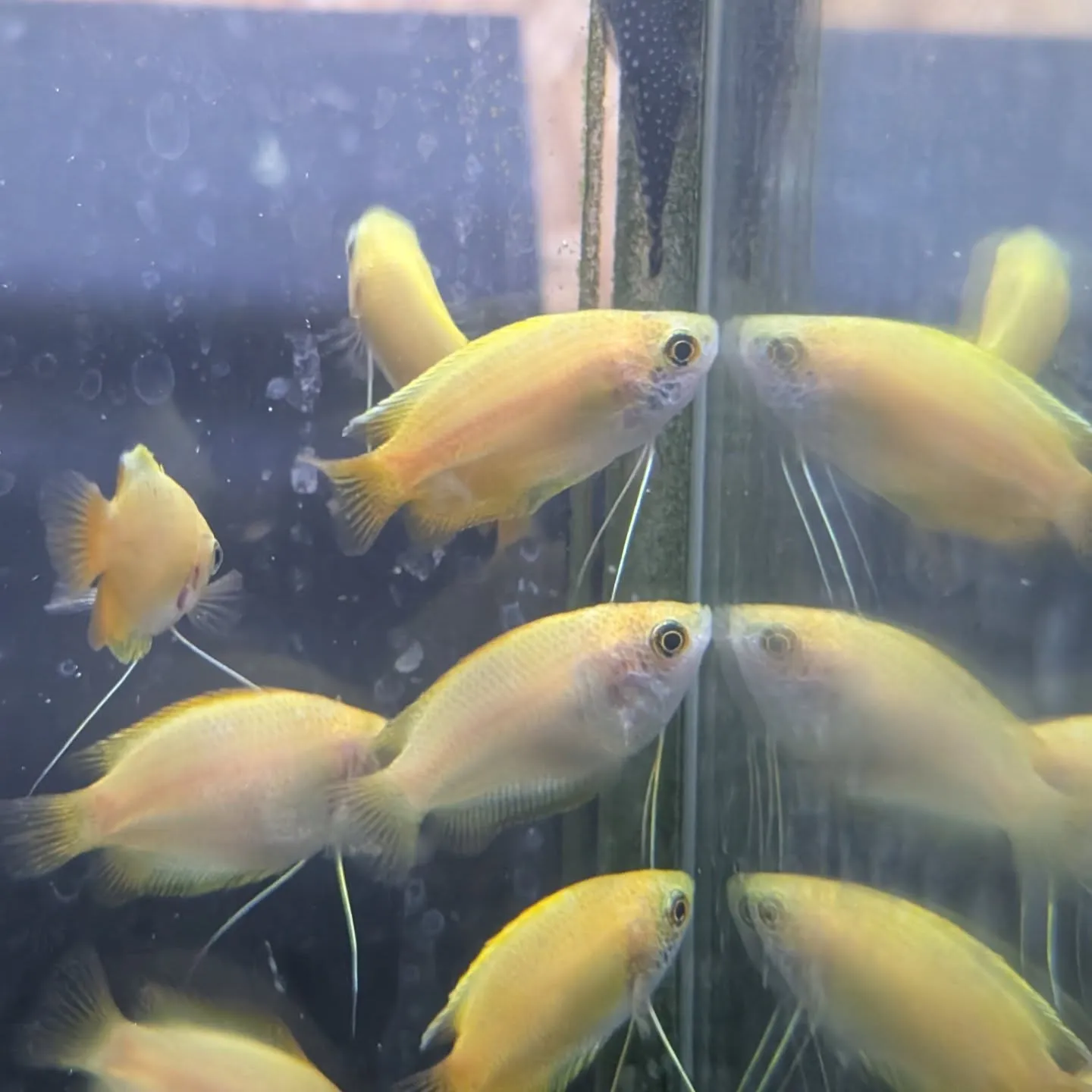 本日の入荷情報✨(熱帯魚、シュリンプ、水草)