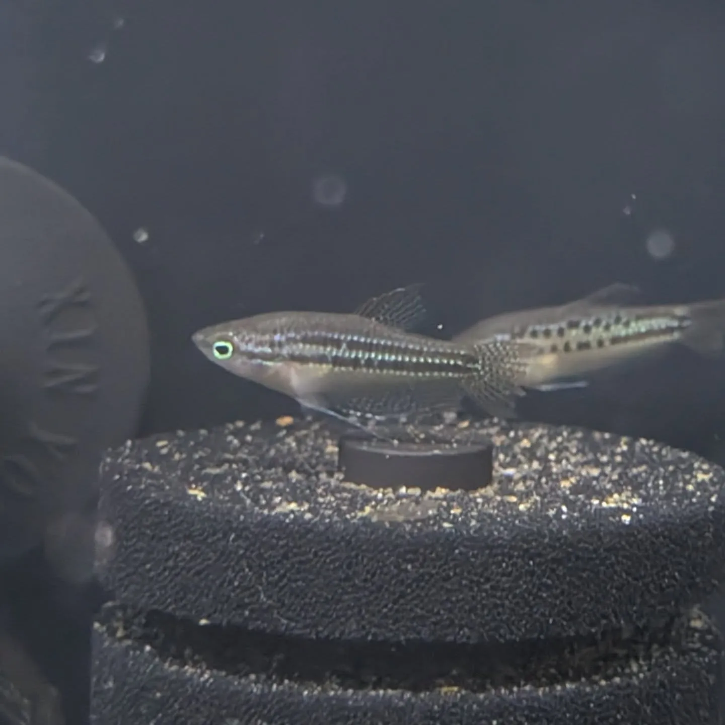 本日の入荷情報✨(熱帯魚、シュリンプ、水草)