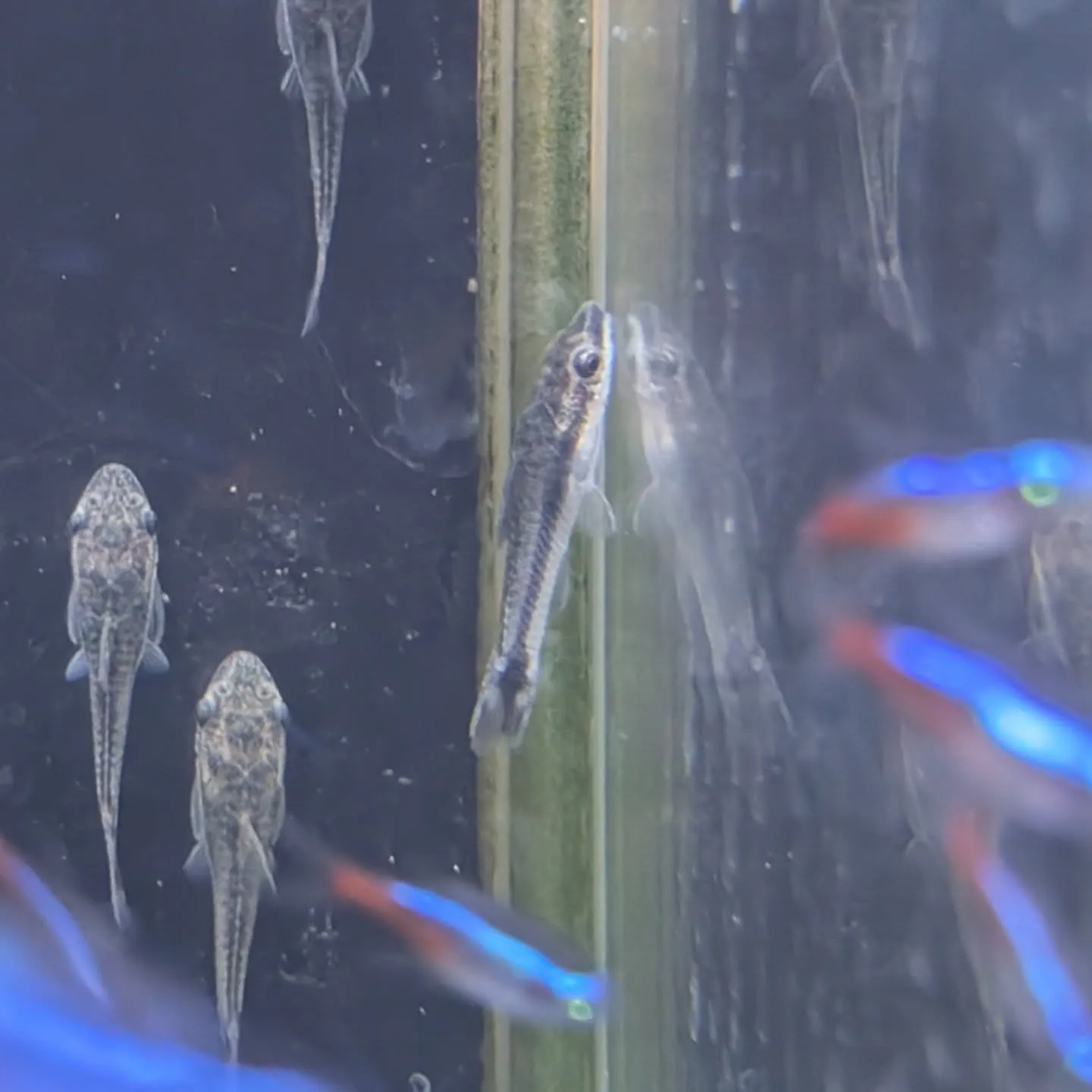 本日の入荷情報✨(熱帯魚、シュリンプ、水草)