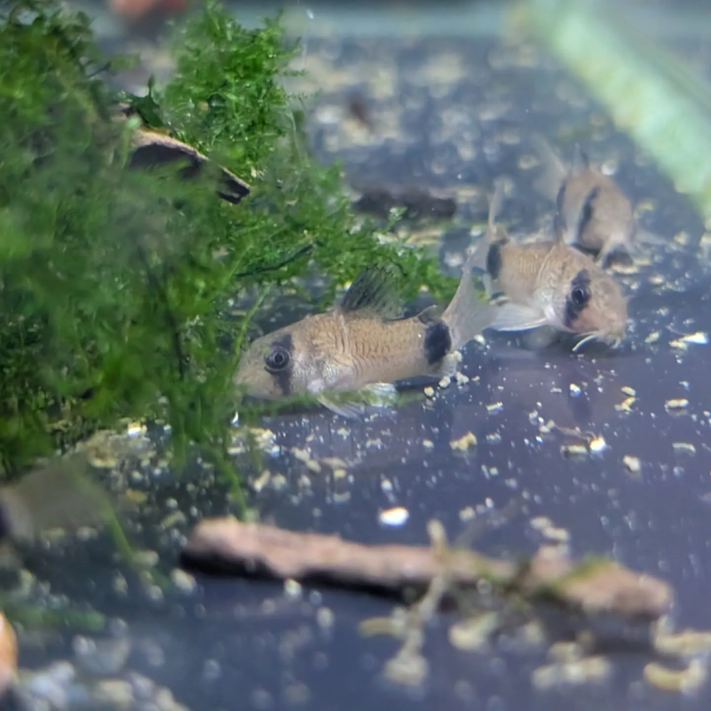 本日の入荷情報✨(熱帯魚、シュリンプ、水草)