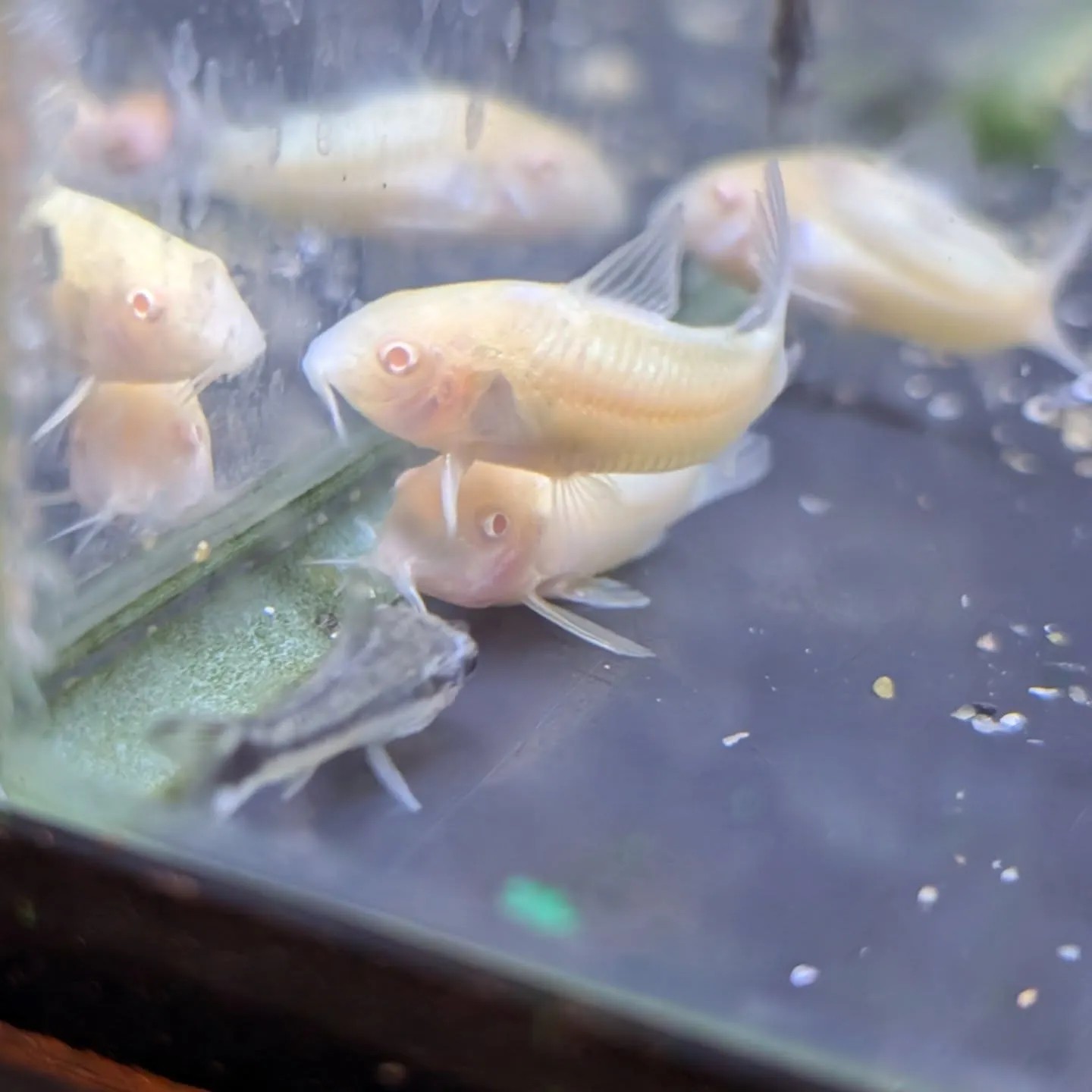 本日の入荷情報✨(熱帯魚、シュリンプ、水草)