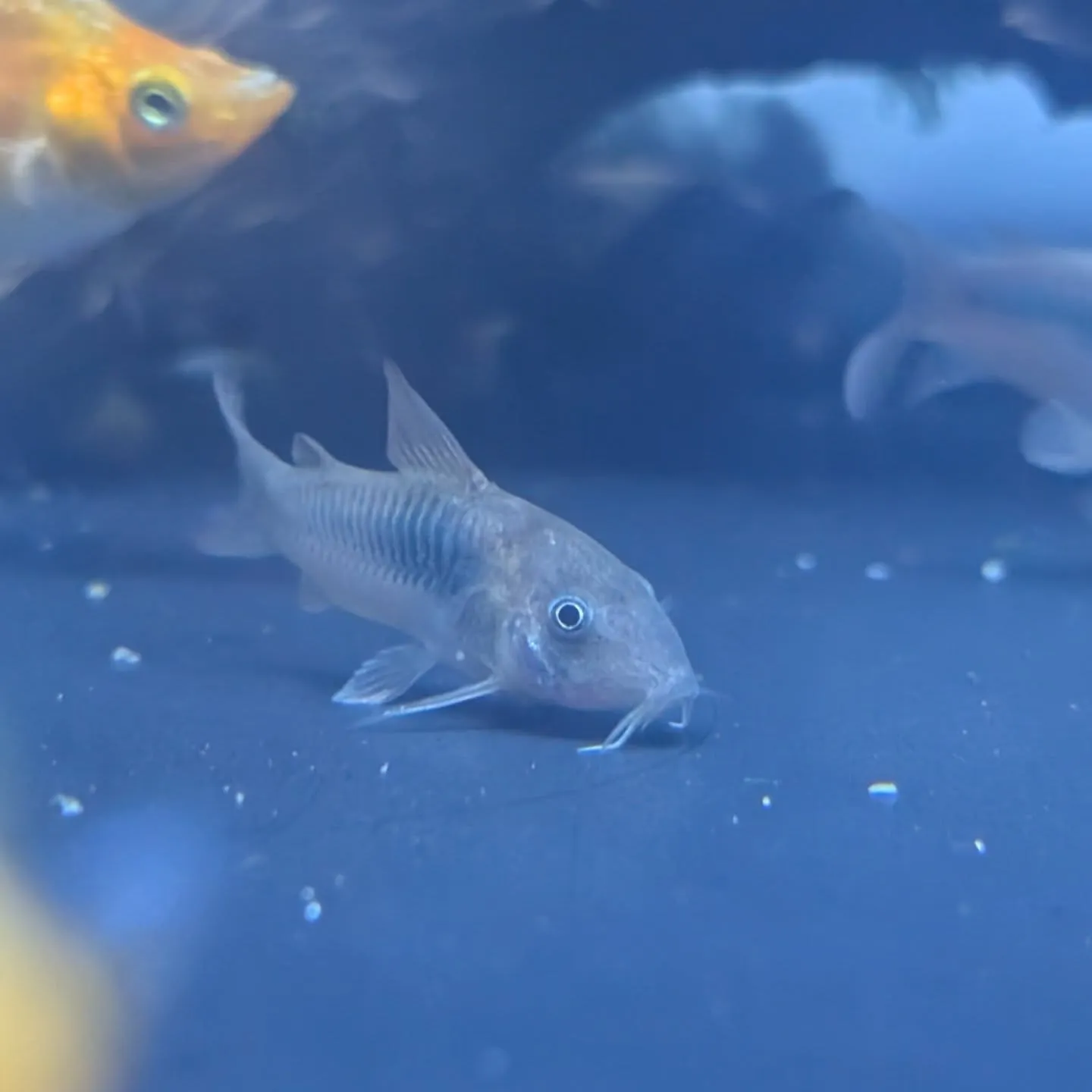 本日の入荷情報✨(熱帯魚、シュリンプ、水草)