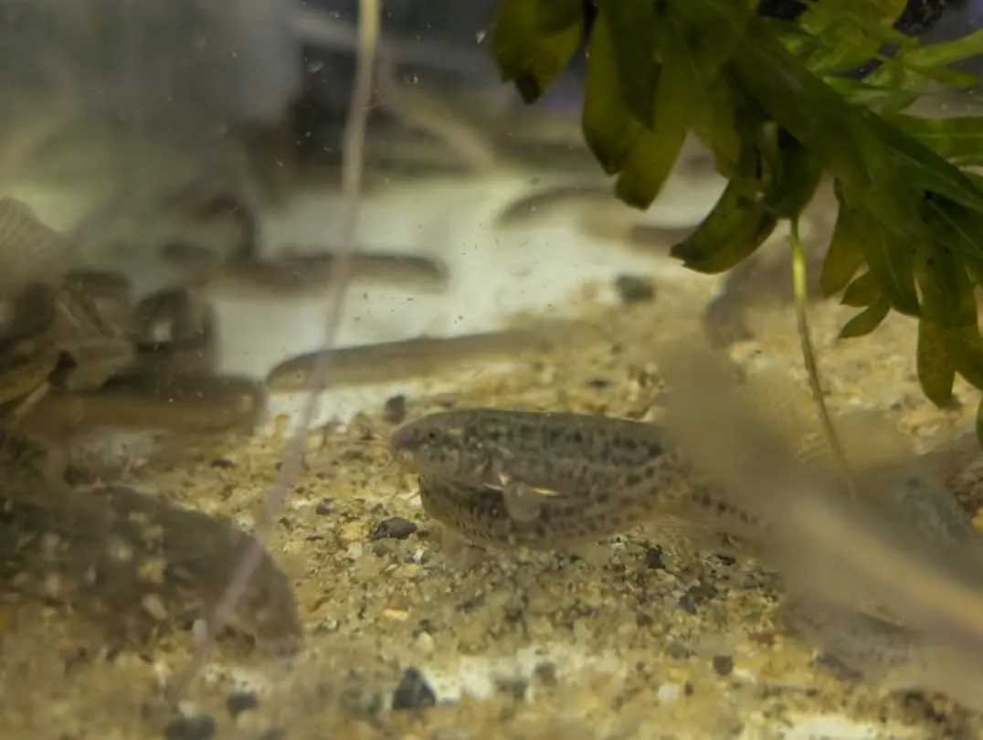 本日の入荷情報✨🤓(メダカ、金魚、ドジョウ)