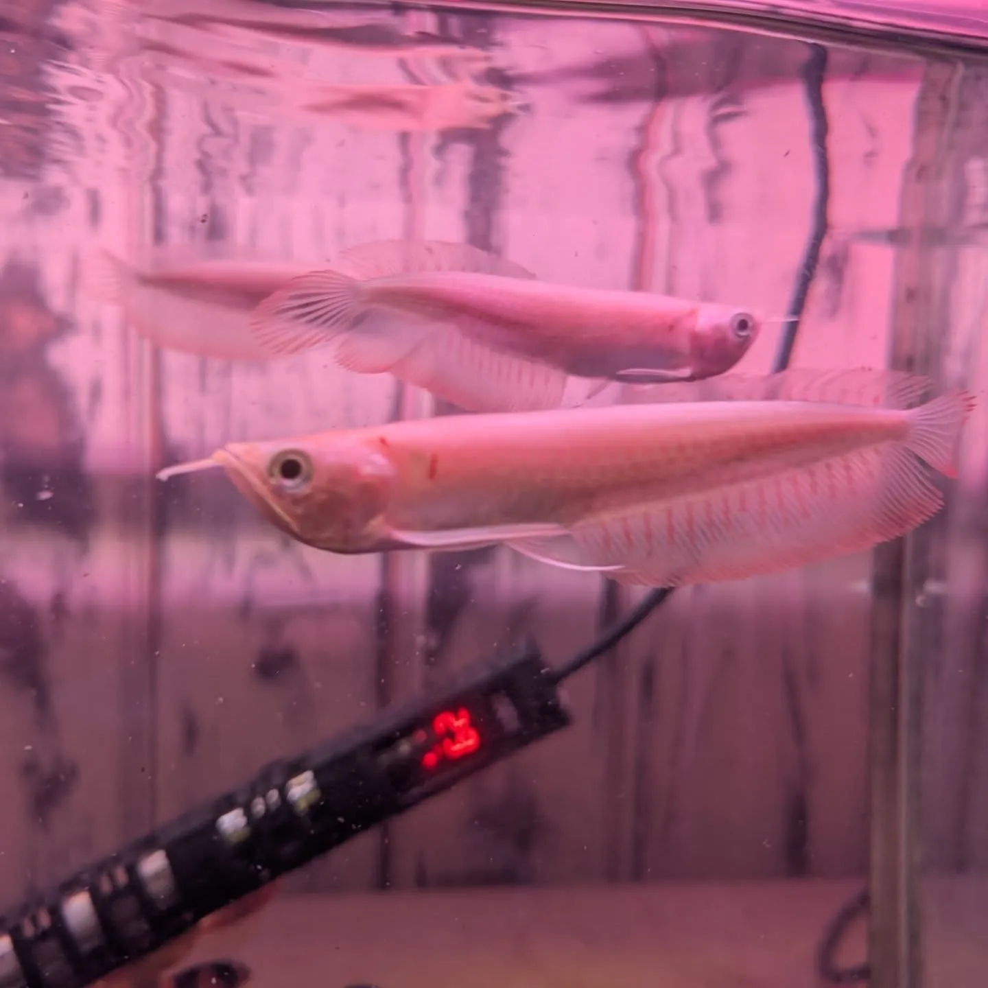 本日の入荷情報✨(アロワナ、熱帯魚、ベタ)