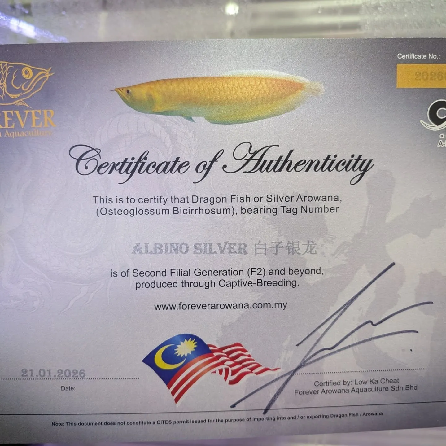 本日の入荷情報✨(アロワナ、熱帯魚、ベタ)