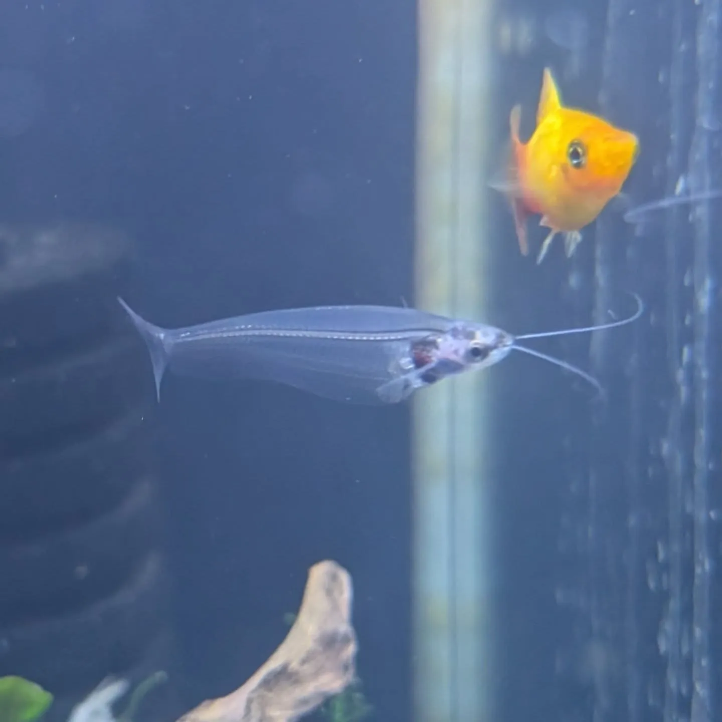 本日の入荷情報✨(アロワナ、熱帯魚、ベタ)