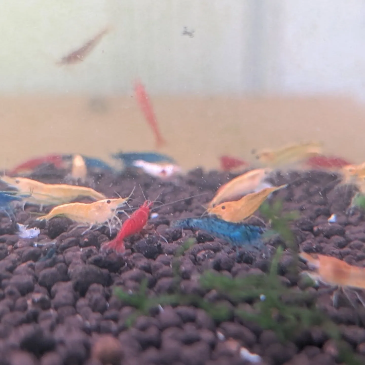 本日の入荷情報✨(シュリンプ、サメ、熱帯魚)