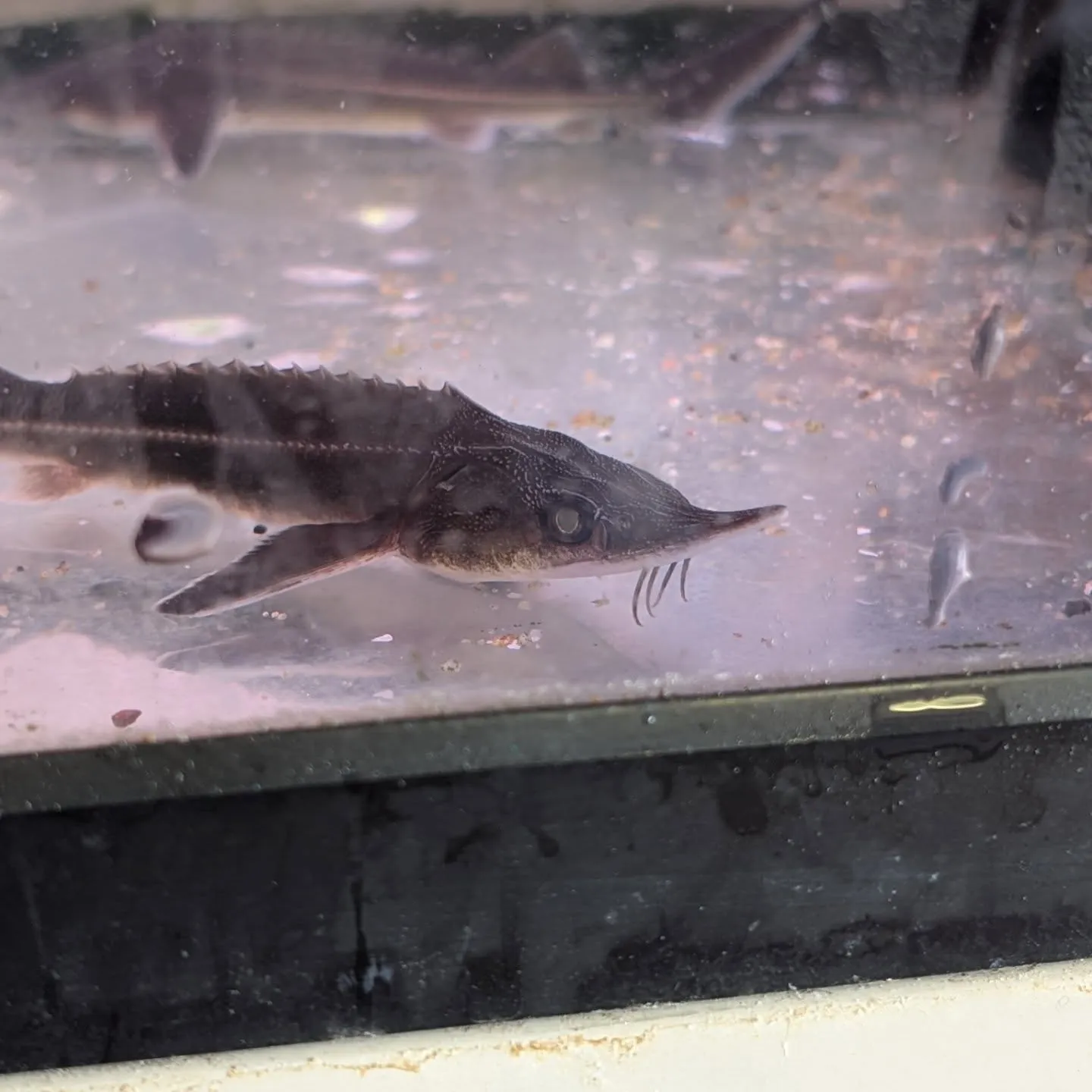 本日の入荷情報✨(シュリンプ、サメ、熱帯魚)