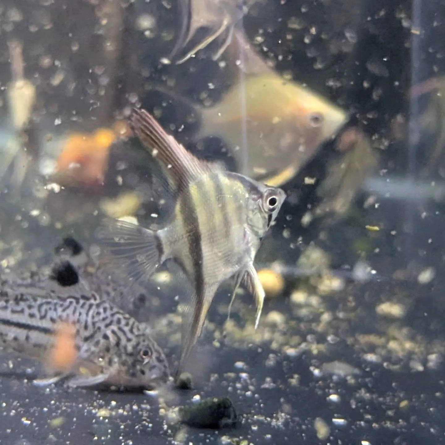 本日の入荷情報✨(シュリンプ、サメ、熱帯魚)