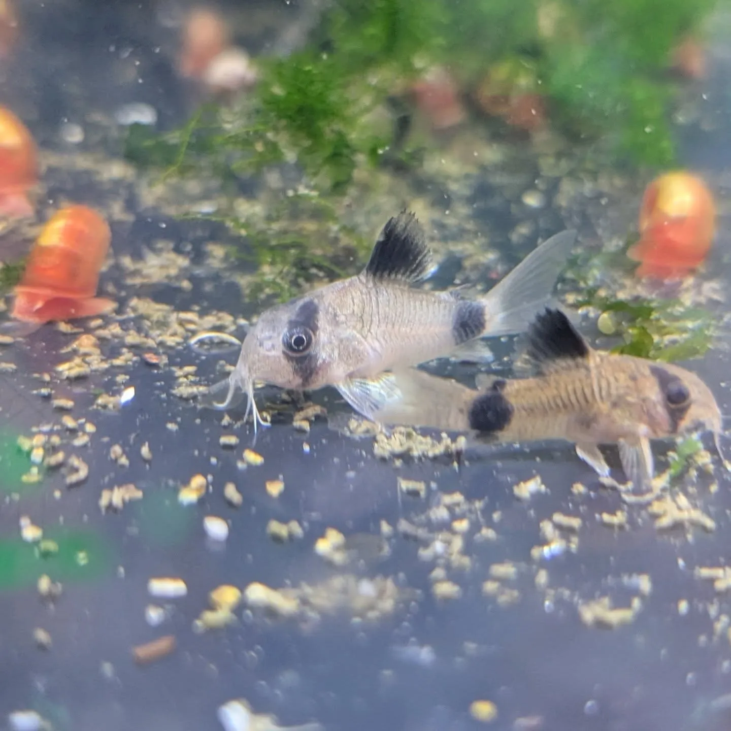 本日の入荷情報✨(シュリンプ、サメ、熱帯魚)