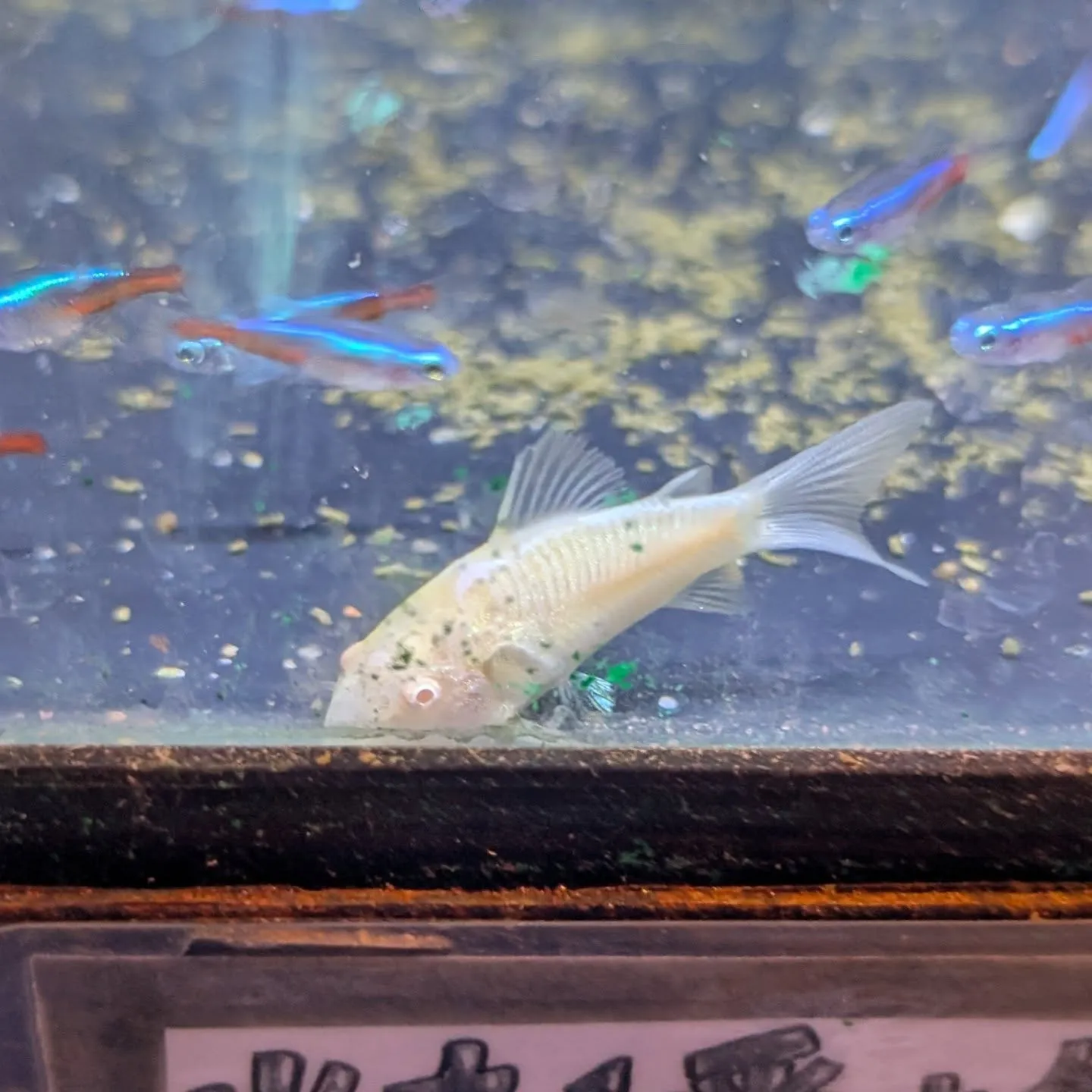 本日の入荷情報✨(シュリンプ、サメ、熱帯魚)