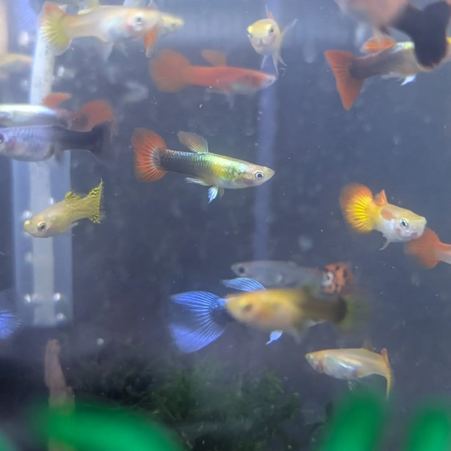 本日の入荷情報✨(シュリンプ、サメ、熱帯魚)