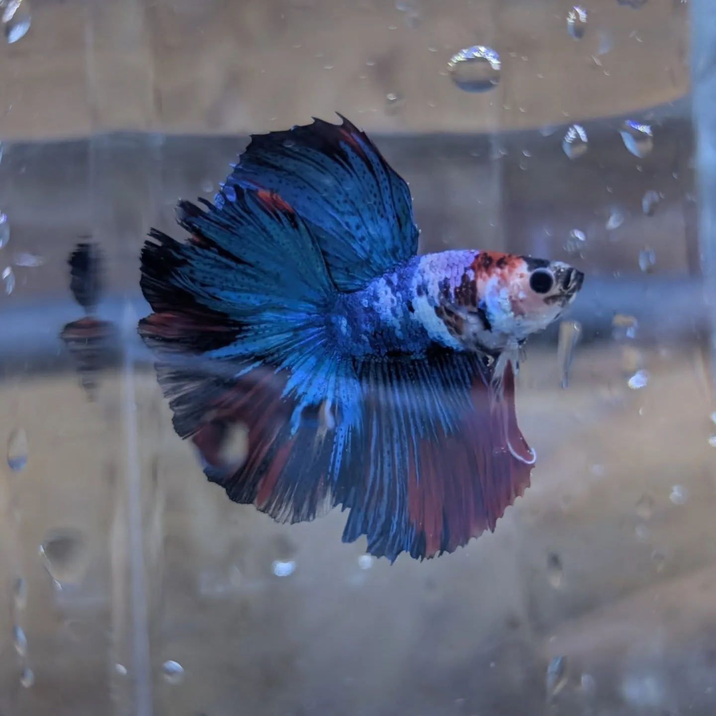 入荷情報✨(ベタ)