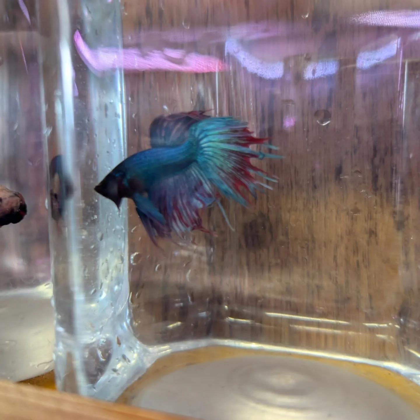 入荷情報✨(ベタ)