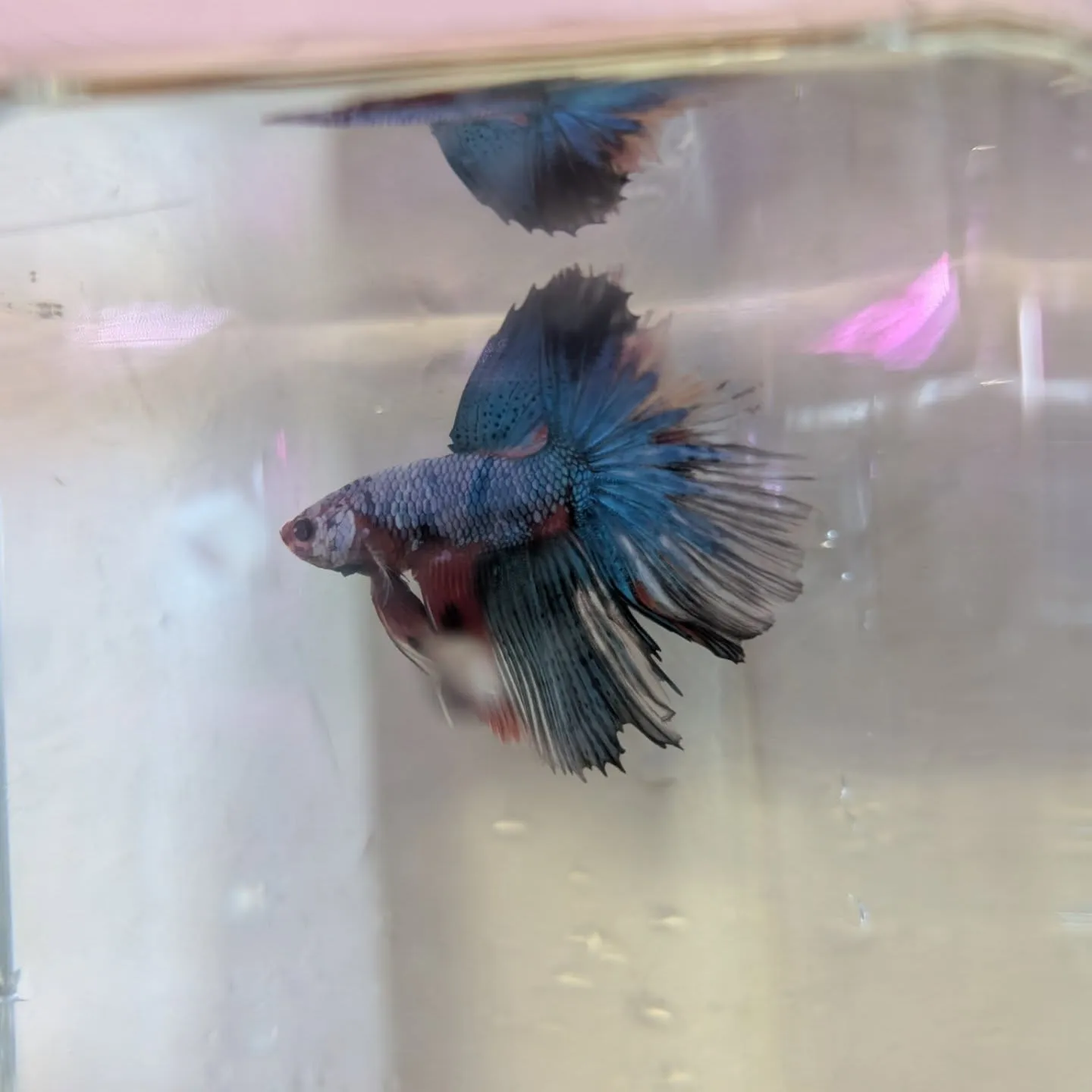 入荷情報✨(ベタ)