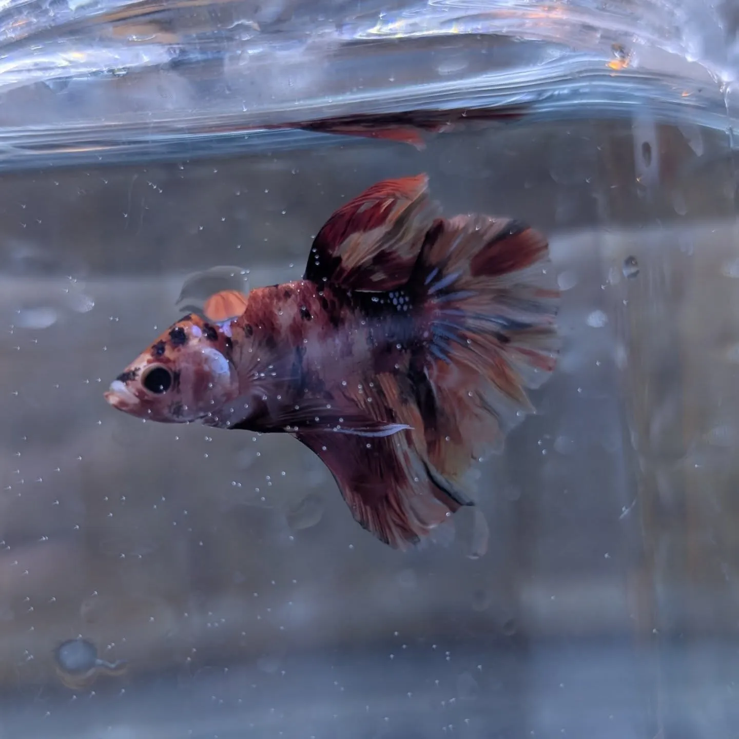 入荷情報✨(ベタ)