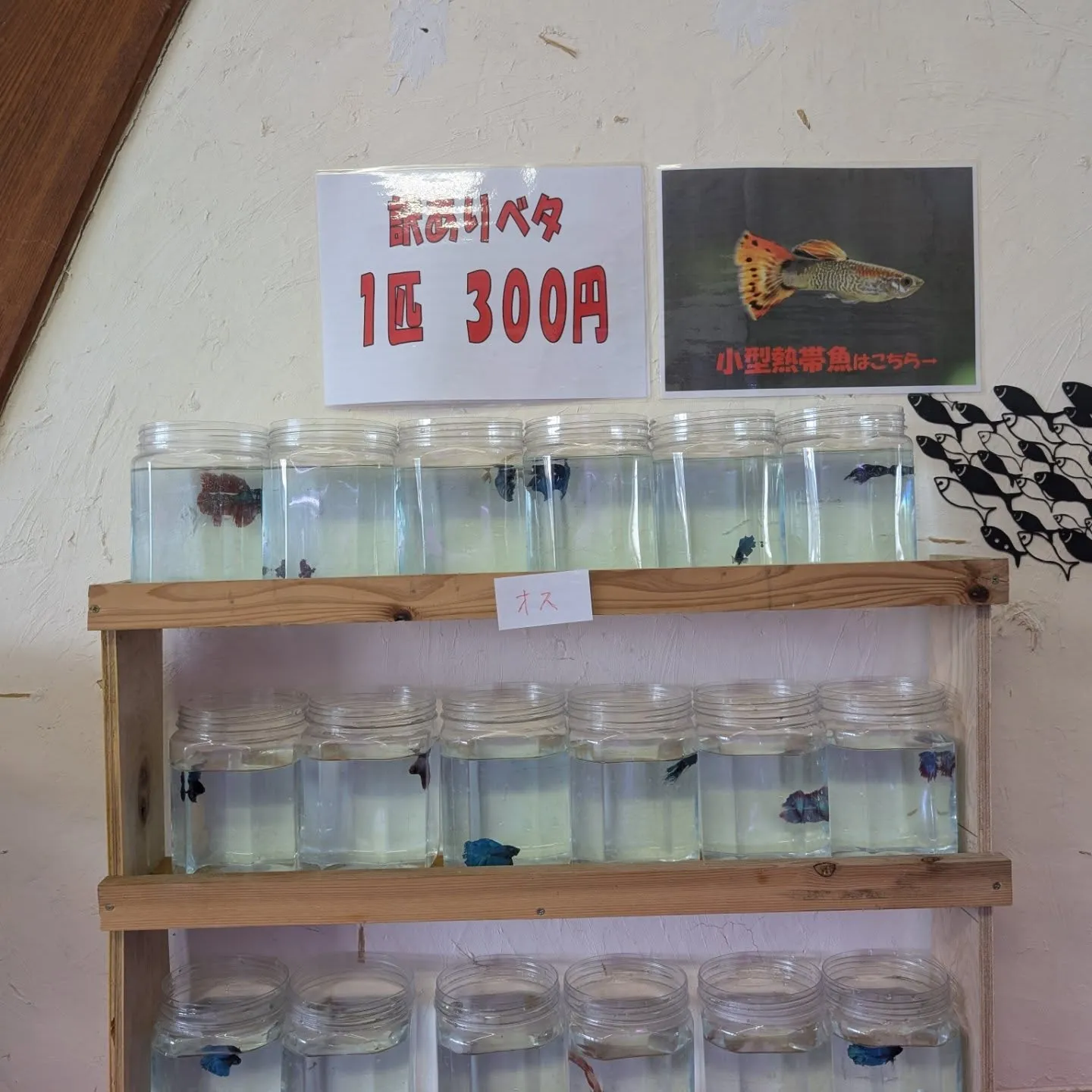 入荷情報✨(ベタ)