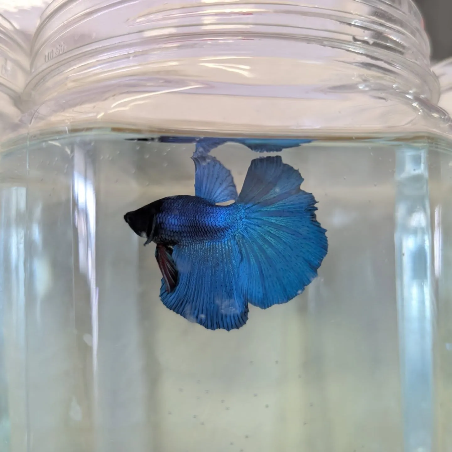 入荷情報✨(ベタ)