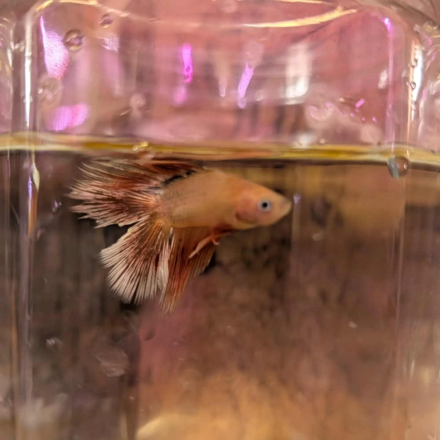 入荷情報✨(ベタ)