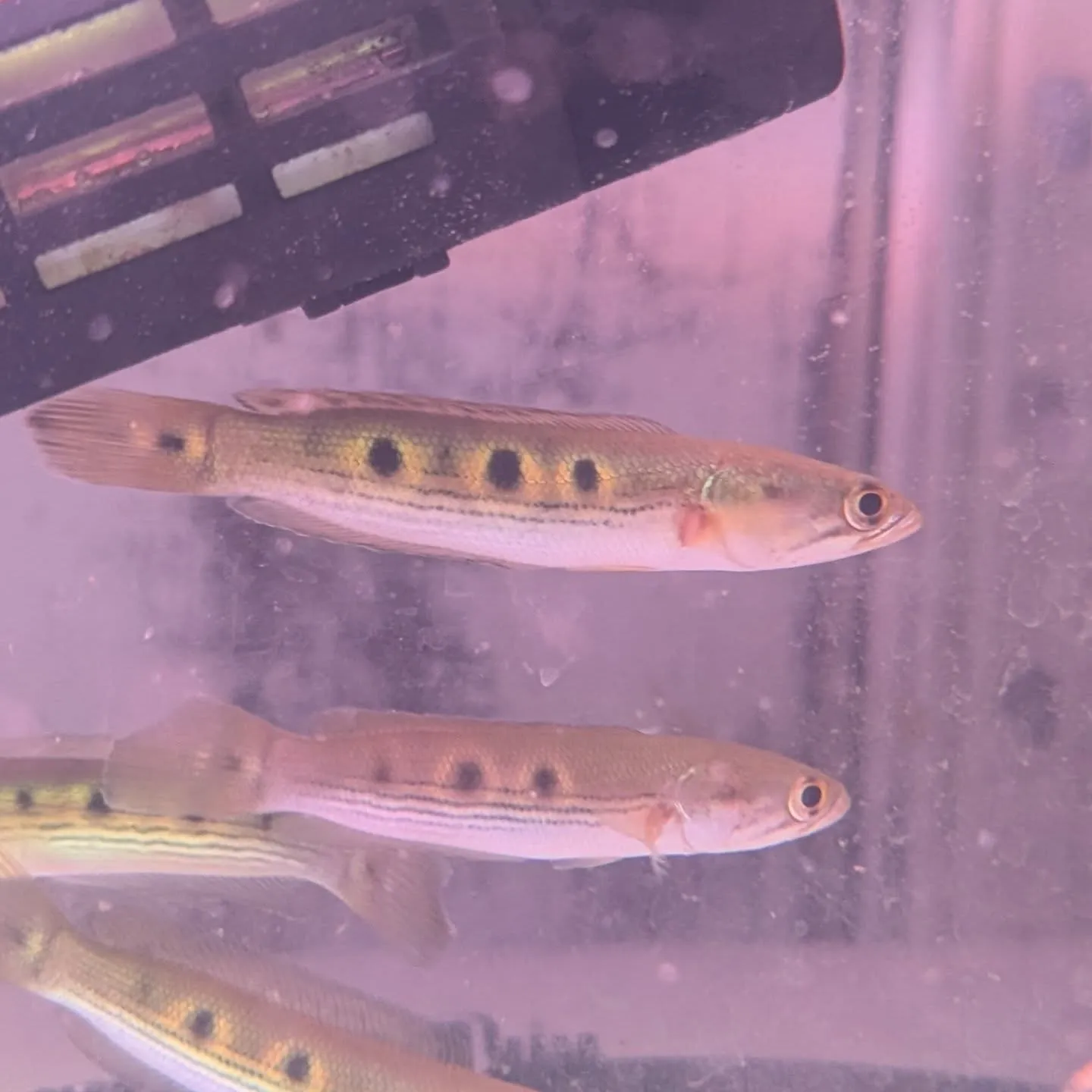 本日の入荷情報✨(熱帯魚、メダカ、ドジョウ)