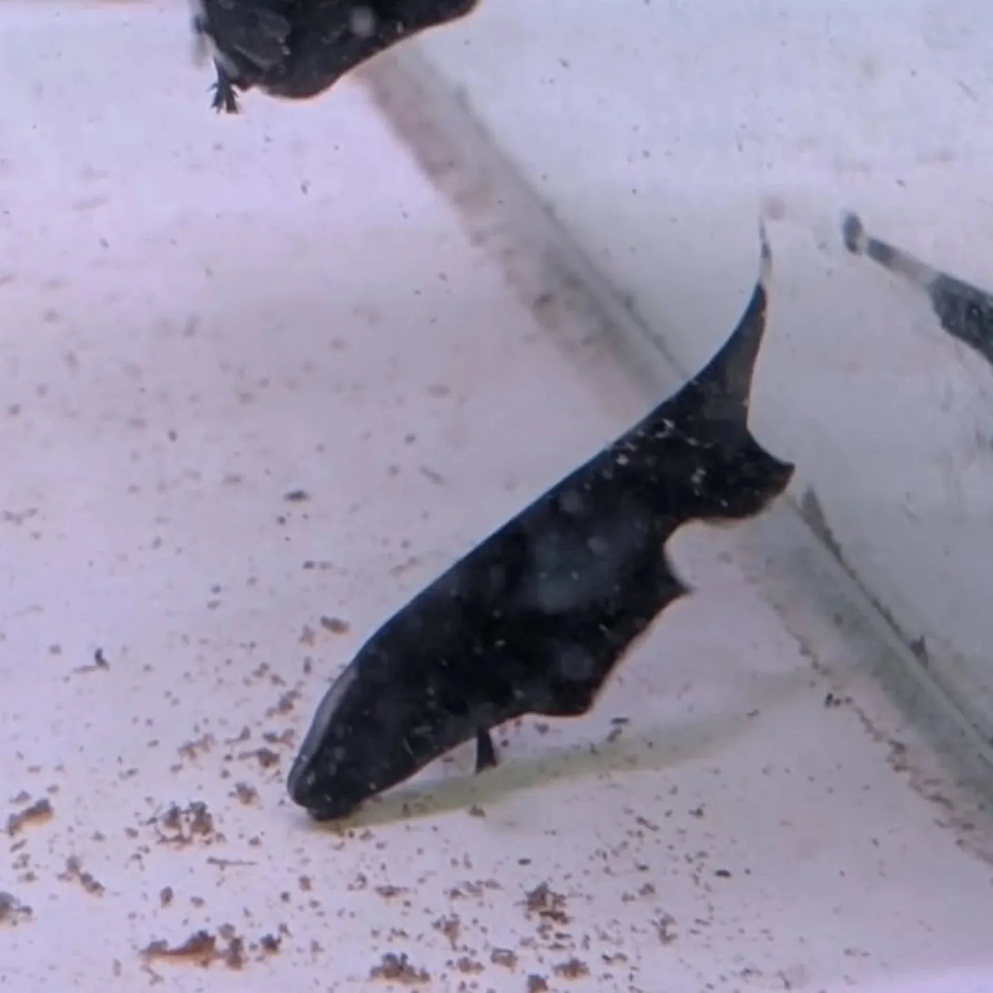 本日の入荷情報✨(熱帯魚、メダカ、ドジョウ)