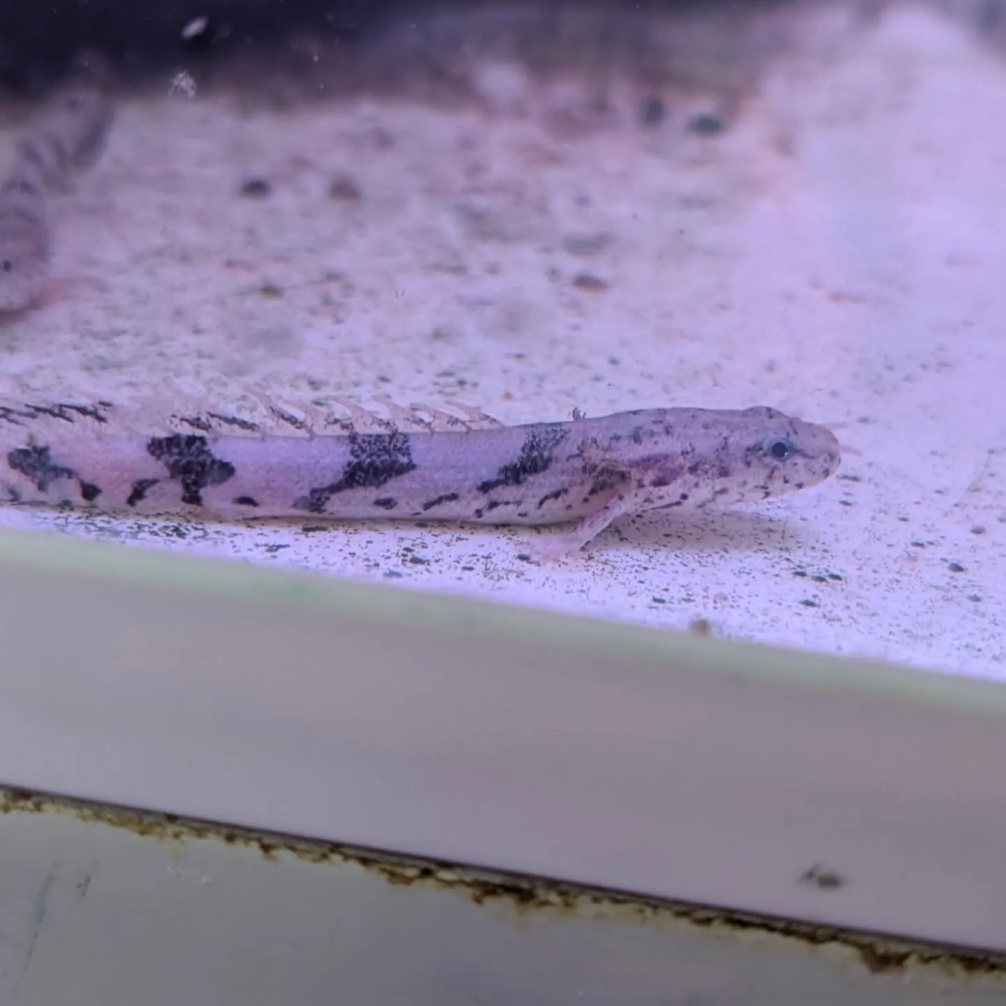 本日の入荷情報✨(熱帯魚、メダカ、ドジョウ)