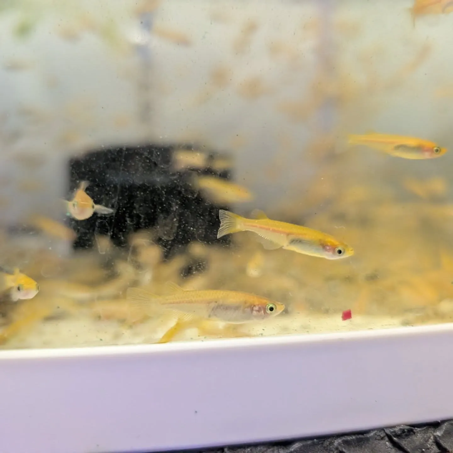 本日の入荷情報✨(熱帯魚、メダカ、ドジョウ)