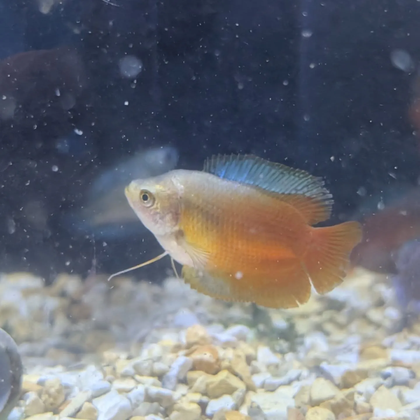 本日の入荷情報✨(熱帯魚、シュリンプ、エビ)