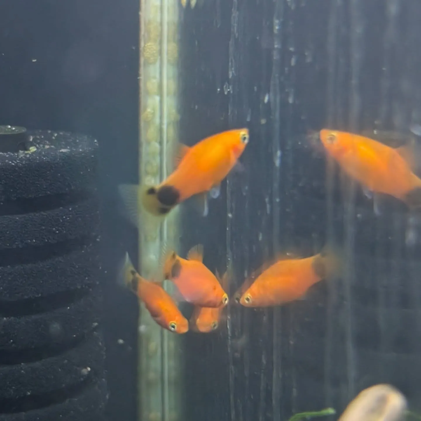 本日の入荷情報✨(熱帯魚、シュリンプ、エビ)