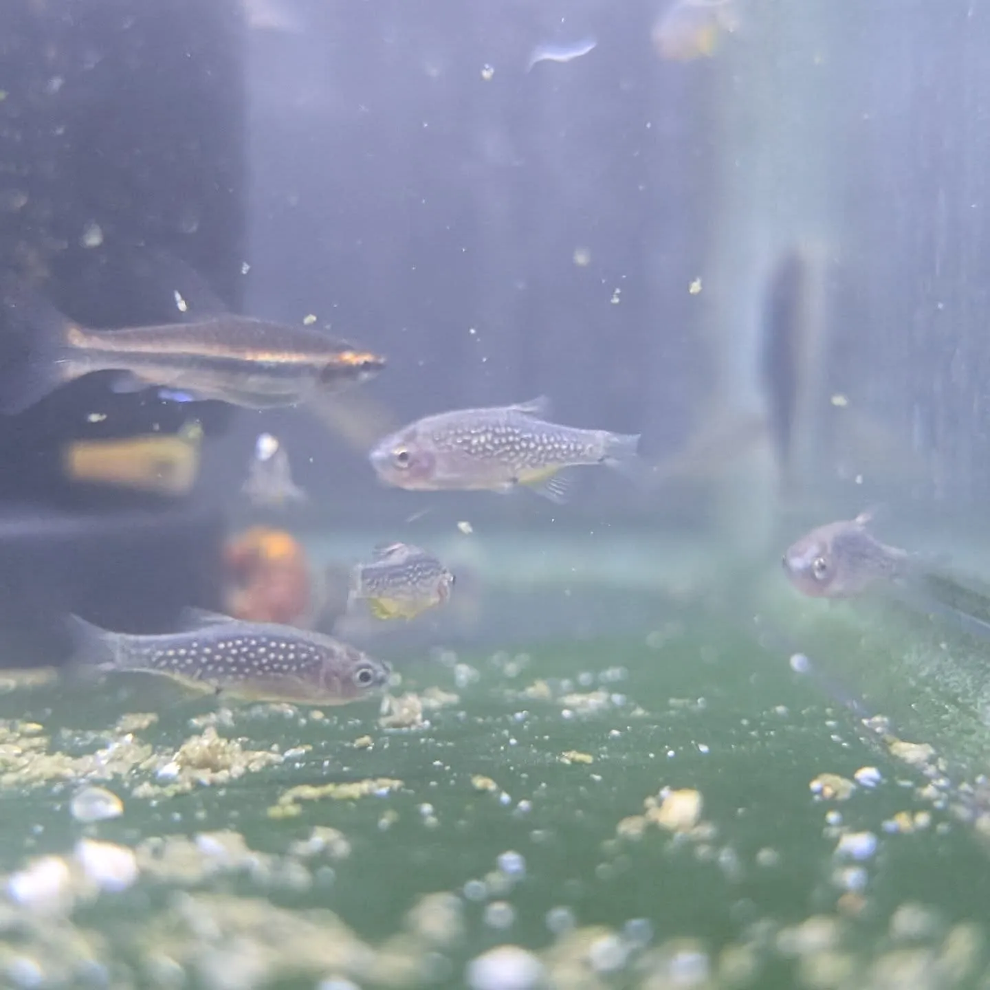 本日の入荷情報✨(熱帯魚、シュリンプ、エビ)