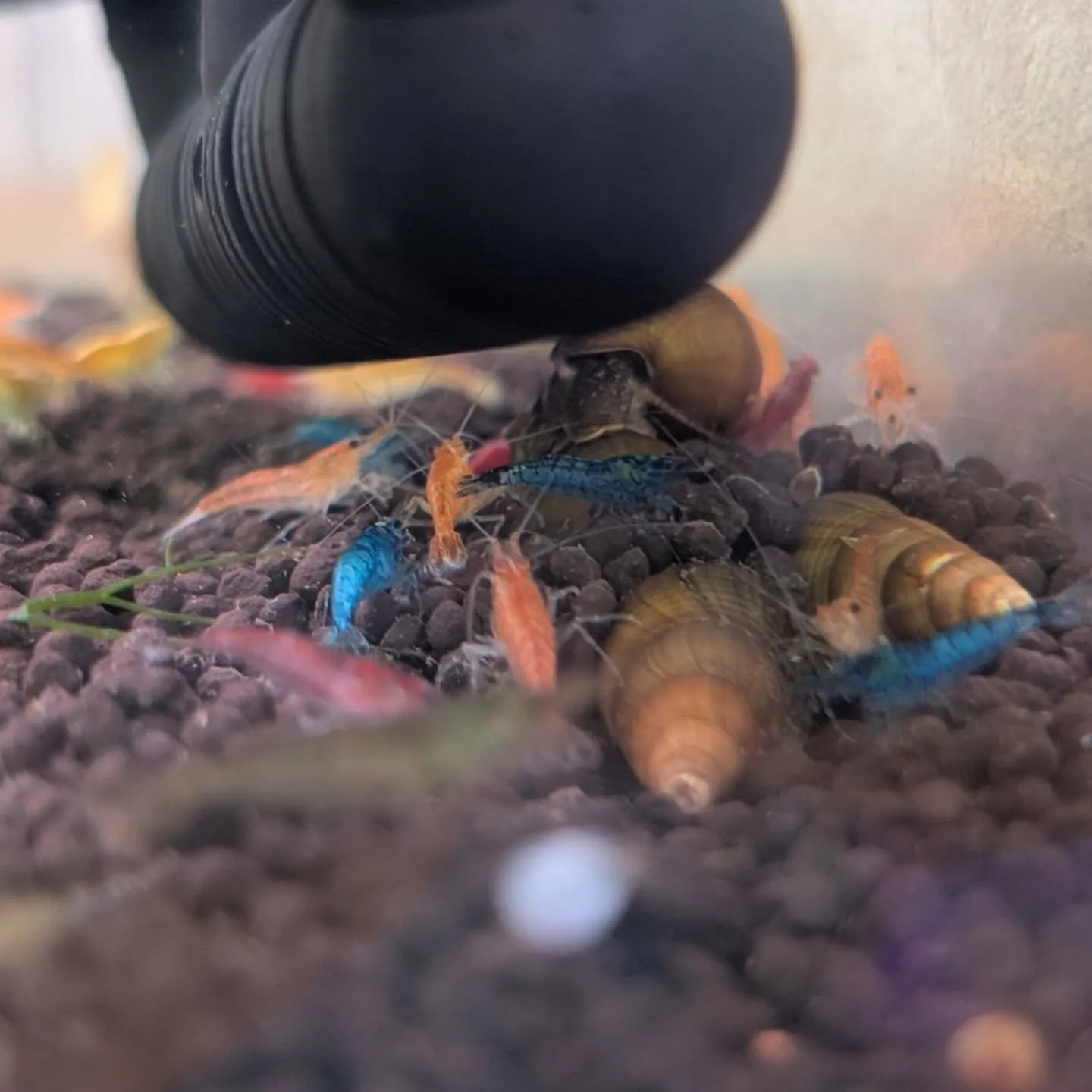 本日の入荷情報✨(熱帯魚、シュリンプ、エビ)