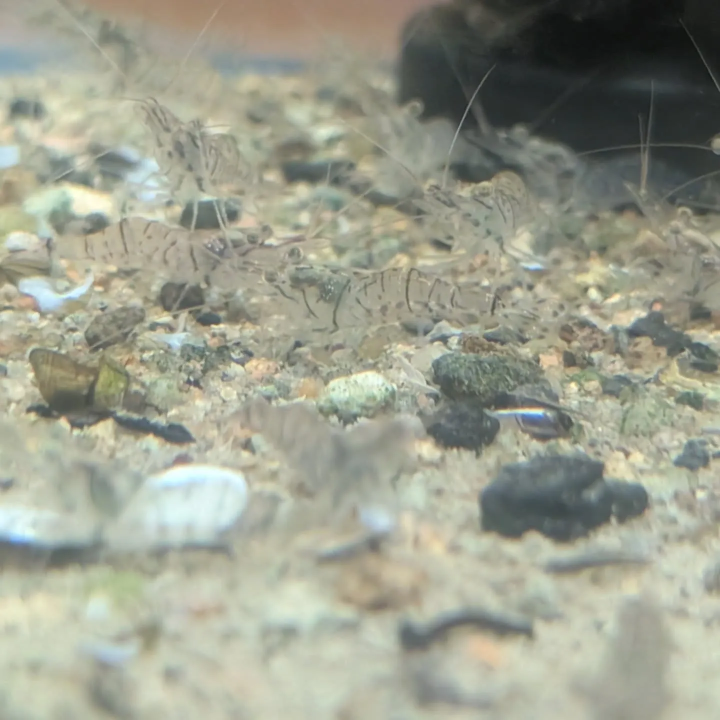 本日の入荷情報✨(熱帯魚、シュリンプ、エビ)